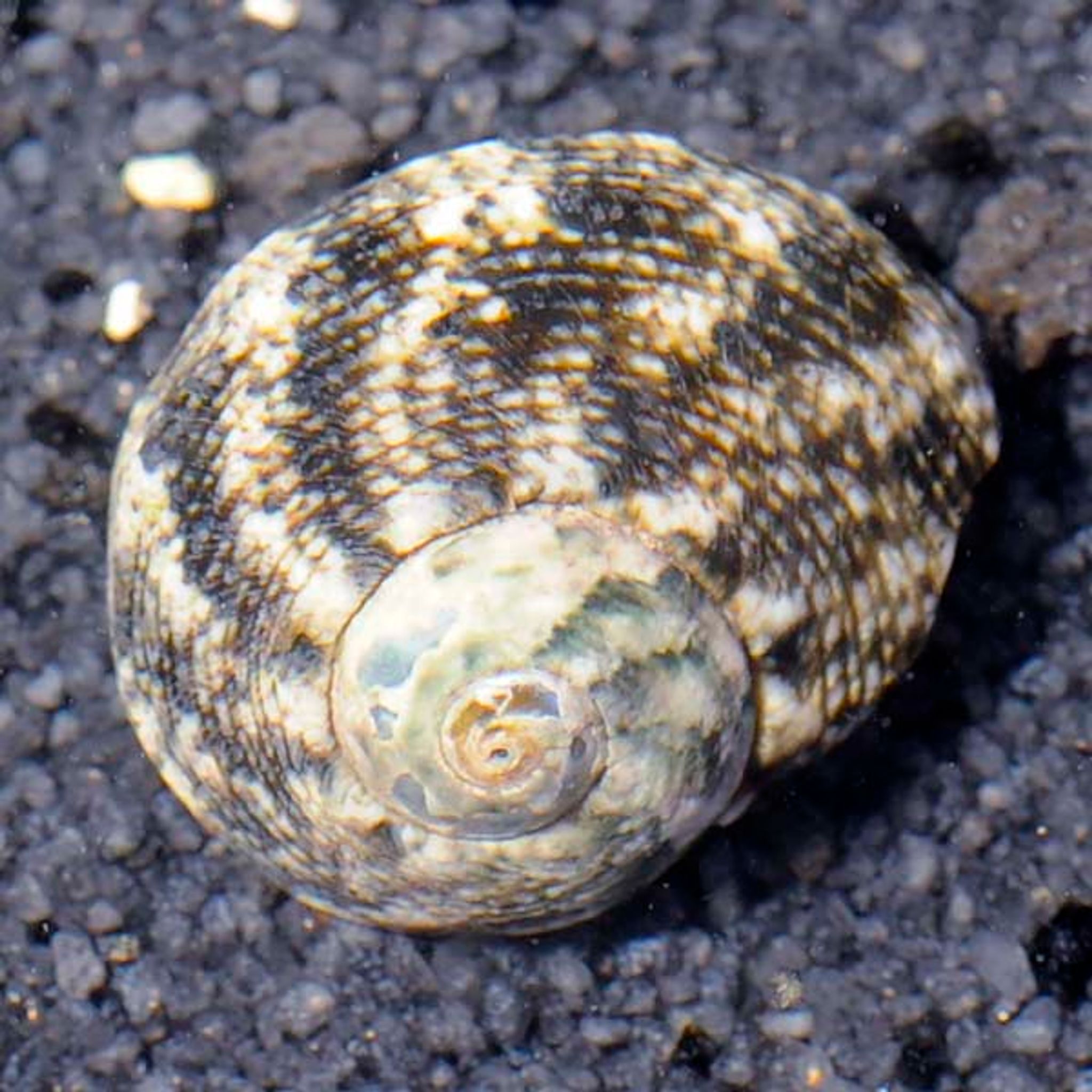 Turbo Snail Care Guide: Tank Requirements, Feeding and Compatibility