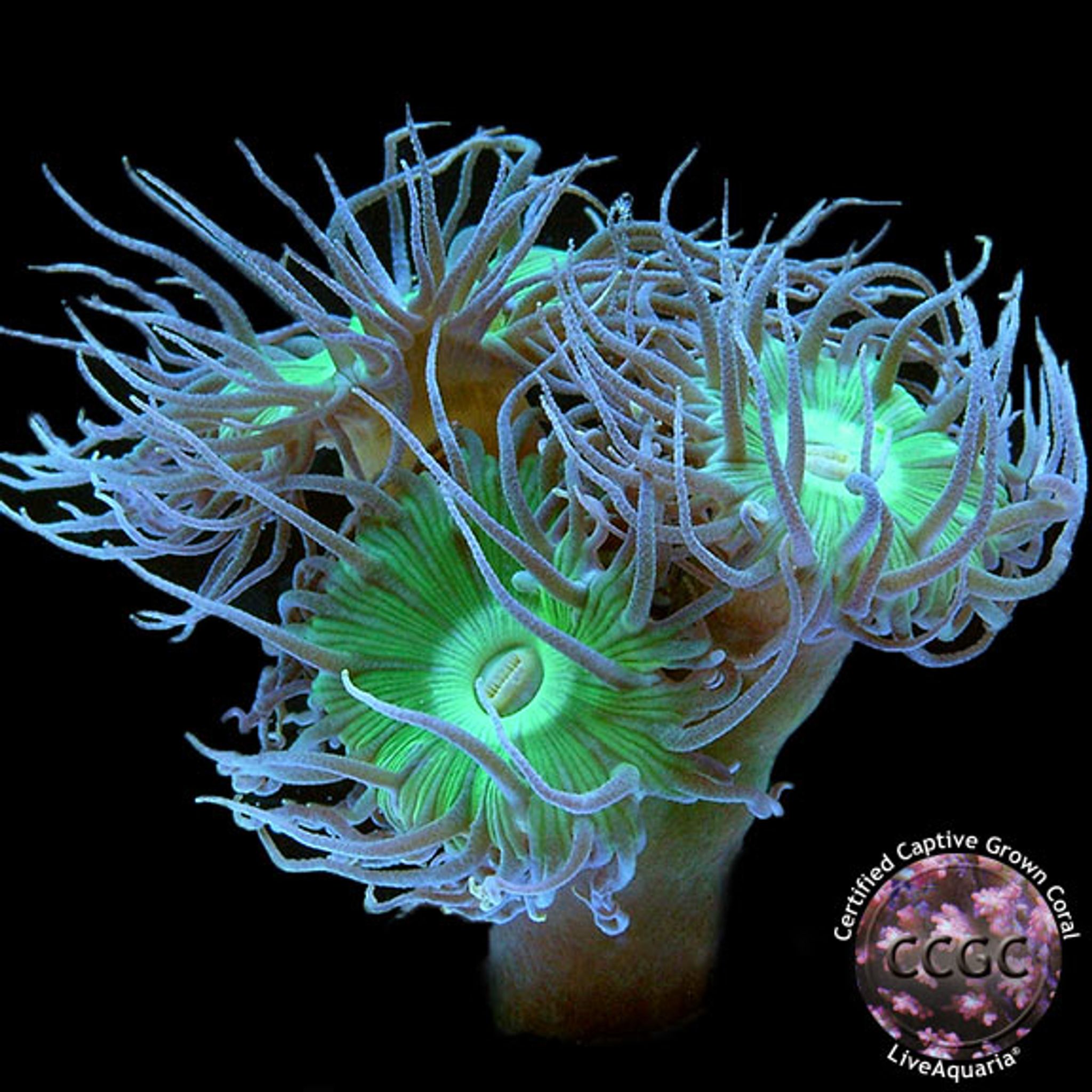 Best Placement for Duncan Coral: PAR, Flow and Space Requirements