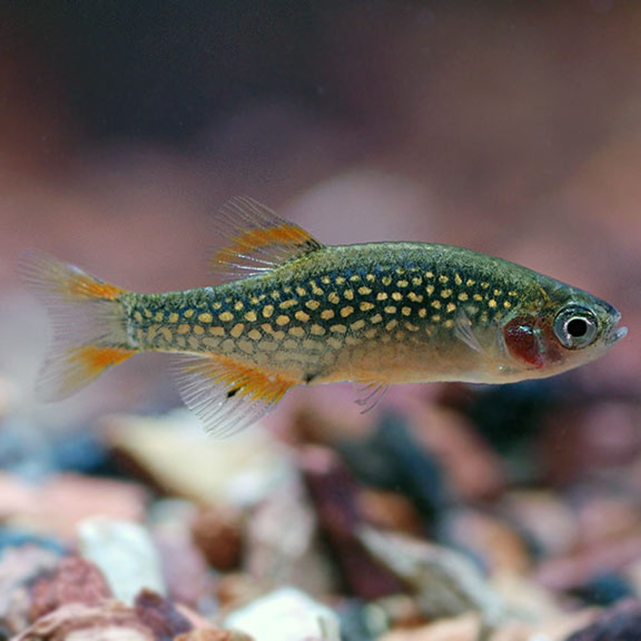 What Do Celestial Pearl Danio Eat? A Practical Feeding Guide