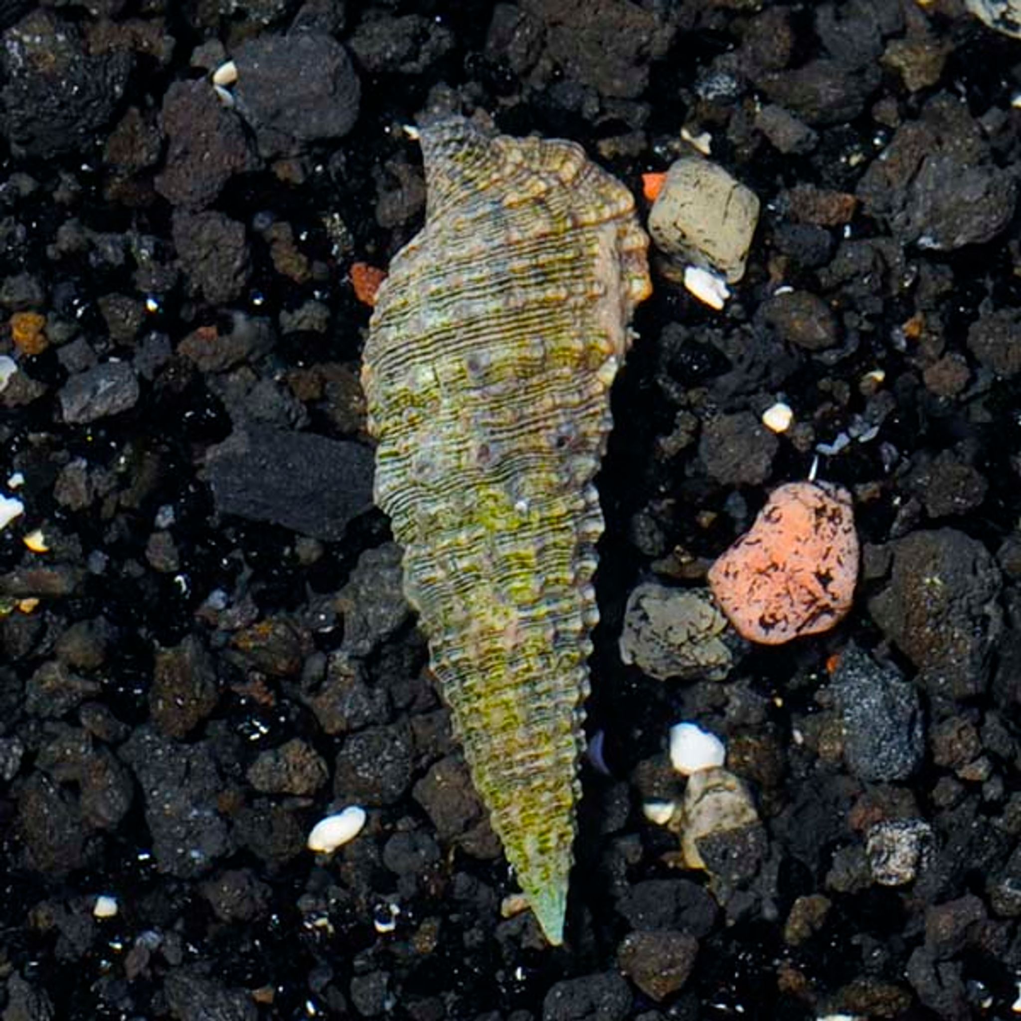 Cerith Snail