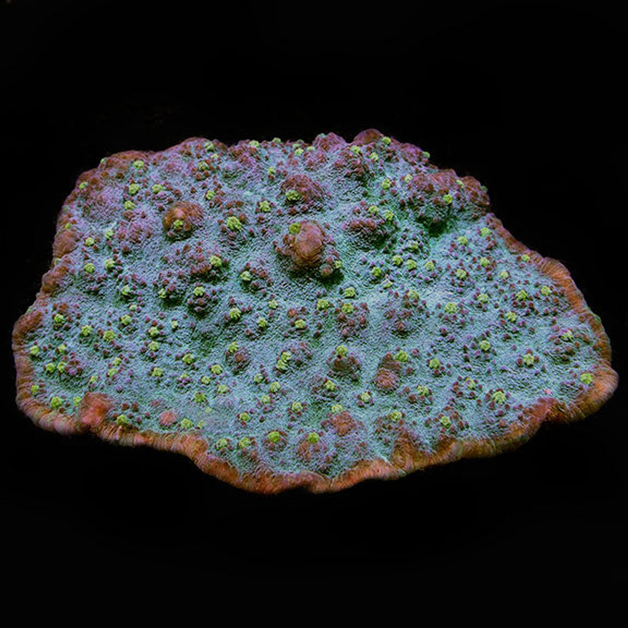 Best Placement for Chalice Coral: PAR, Flow and Space Requirements