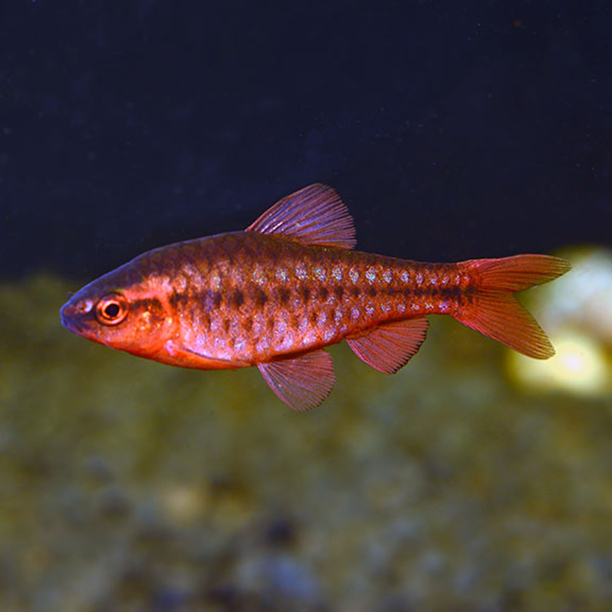 What Do Cherry Barb Eat? A Practical Feeding Guide