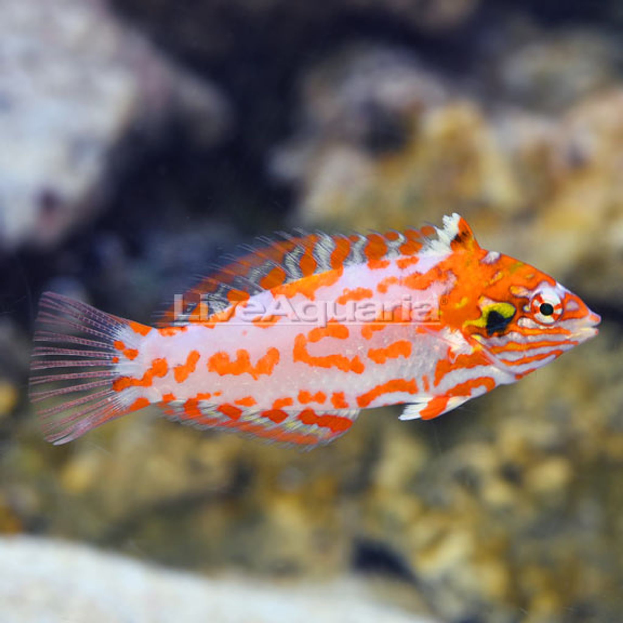 Choat's Red Leopard Wrasse EXPERT ONLY (Macropharyngodon choati)