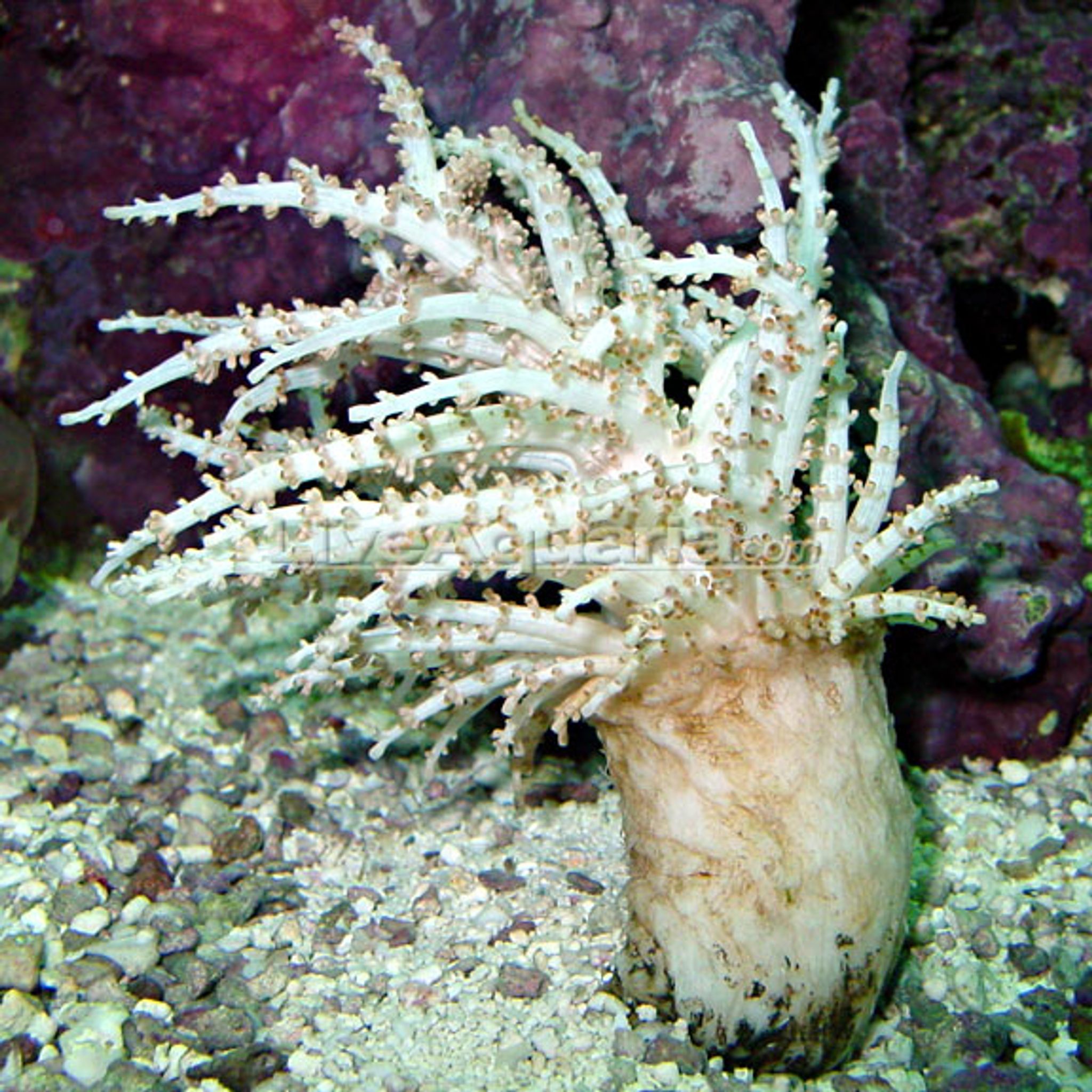 Christmas Tree Coral