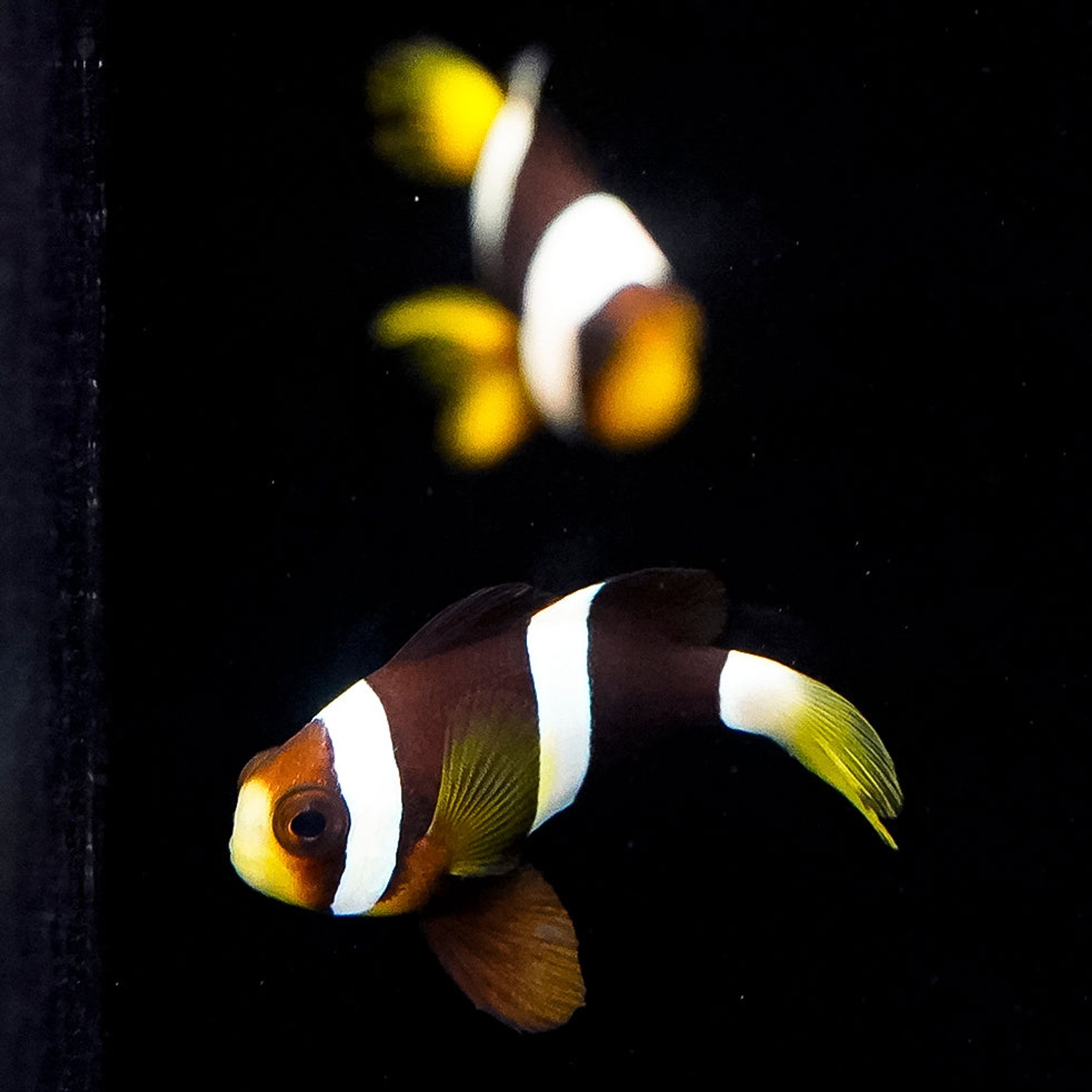 Clarkii Clownfish 2-Lot 1.5" WYSIWYG (Amphiprion clarkii)