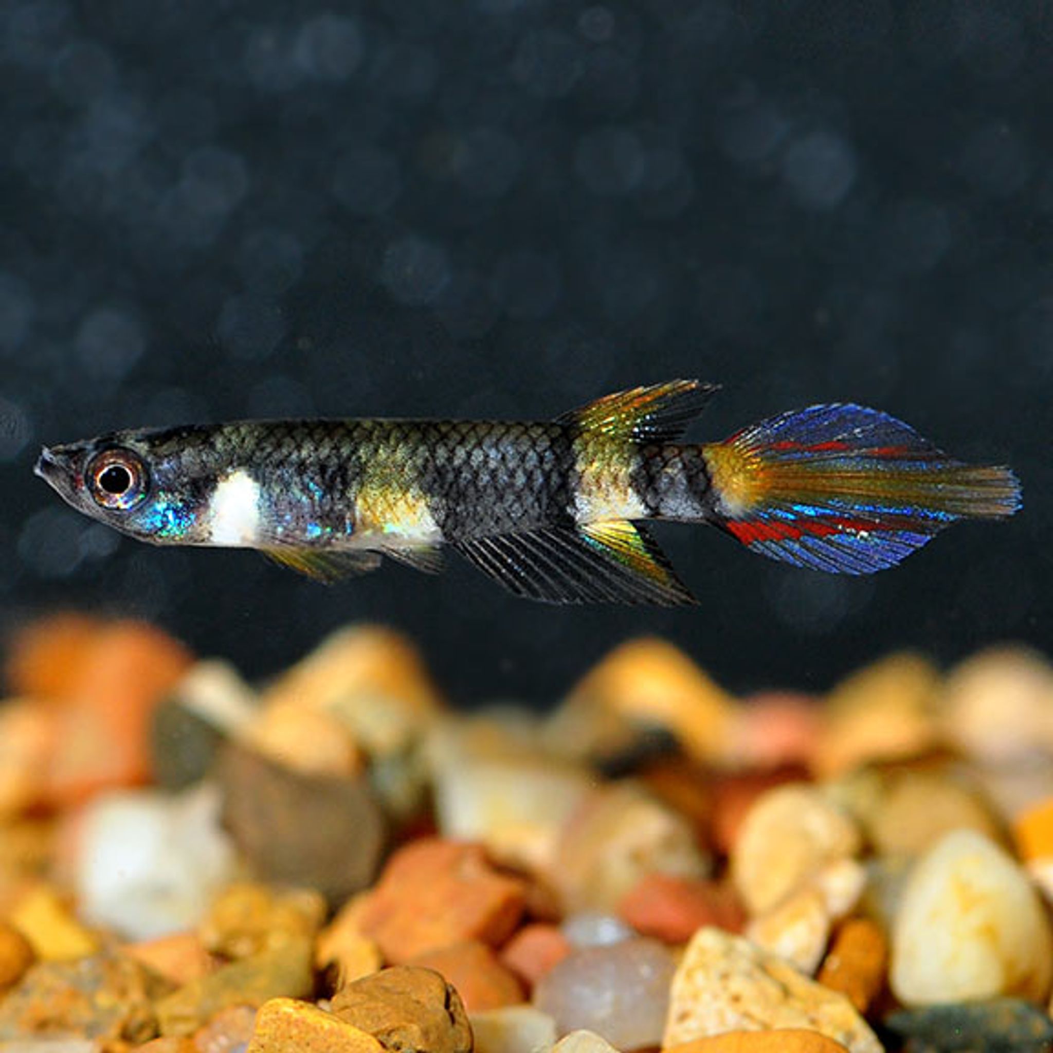 Clown Killifish, Captive-Bred
