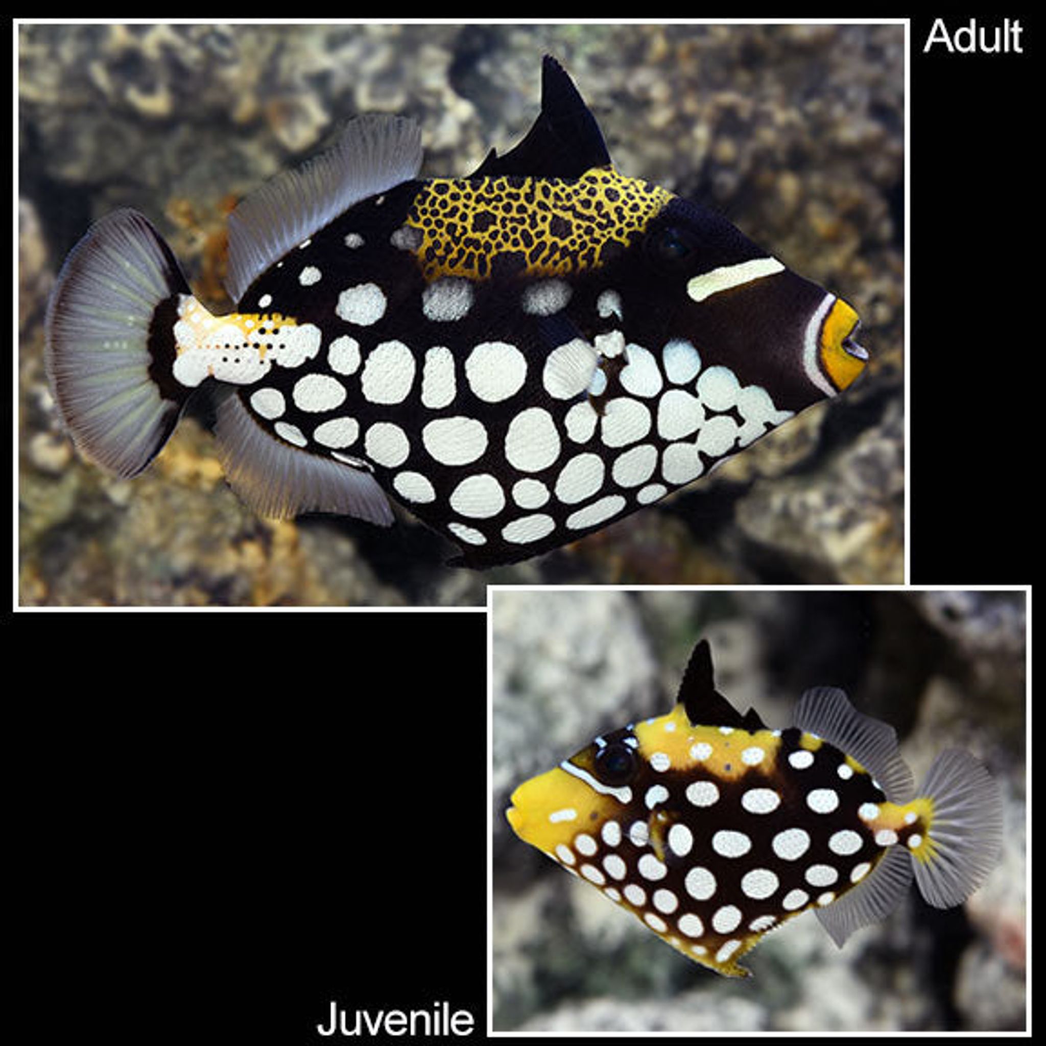 How to Feed Clown Triggerfish: Foods, Frequency and Common Feeding Problems