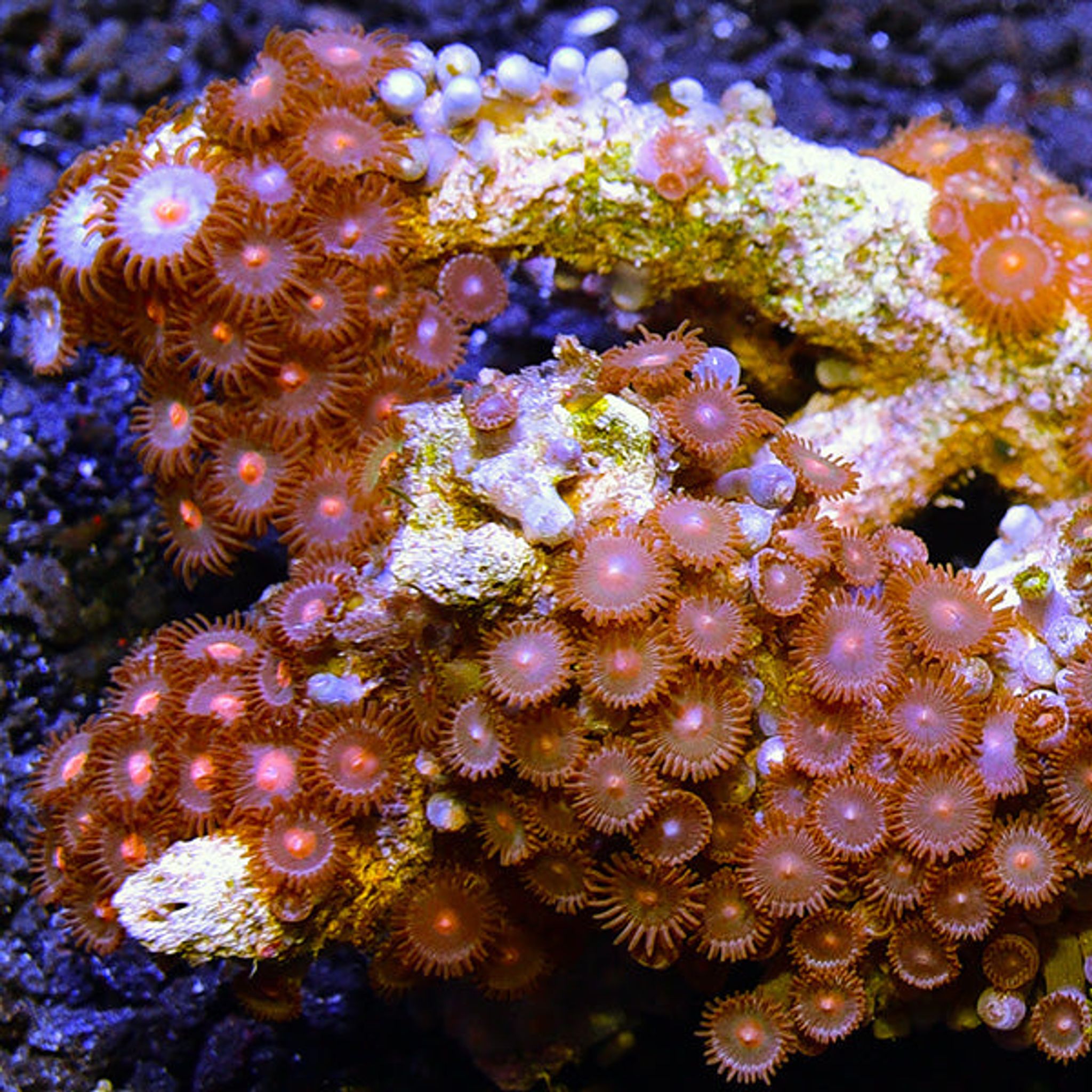 Colony Polyp, Assorted