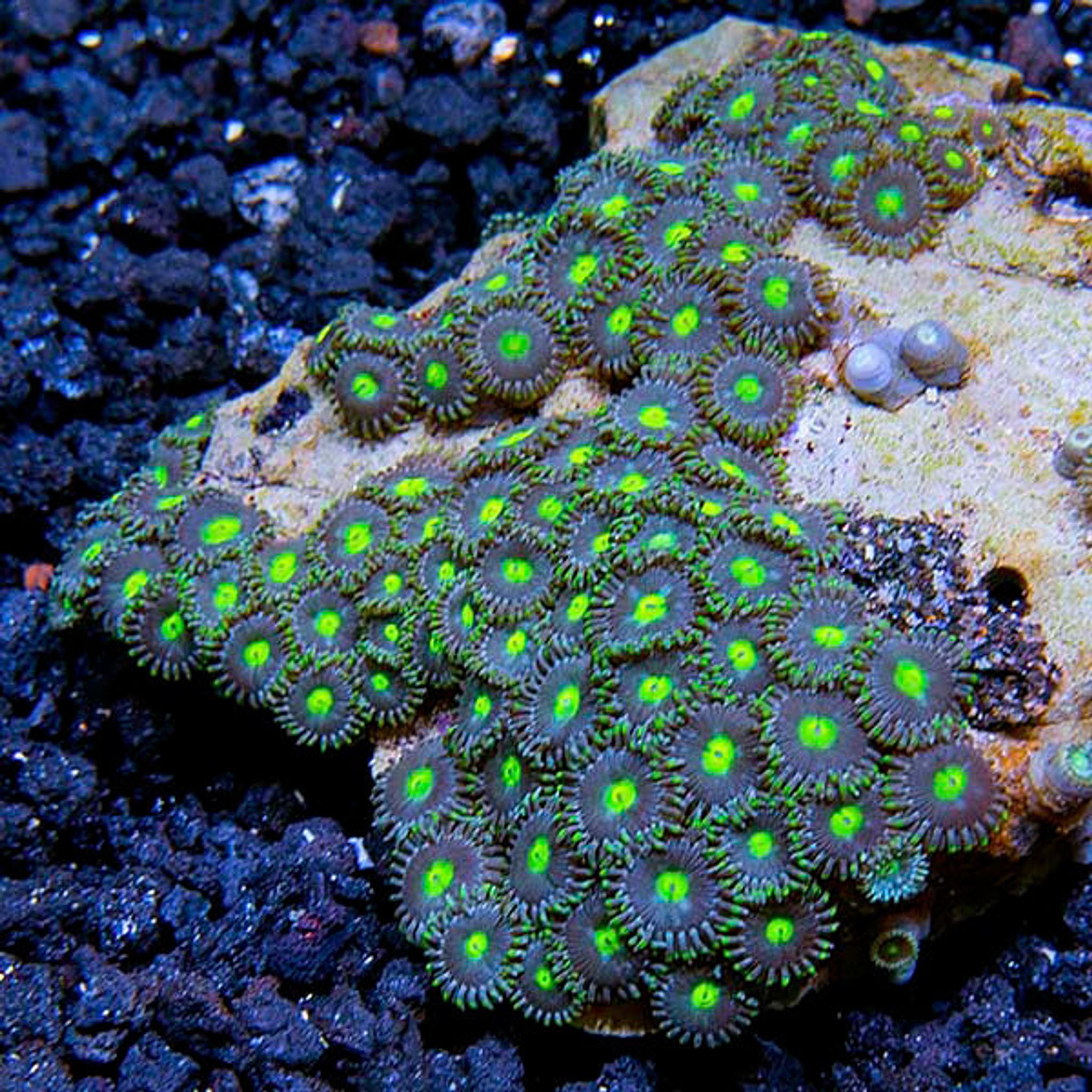 Colony Polyp Zoanthus Corals