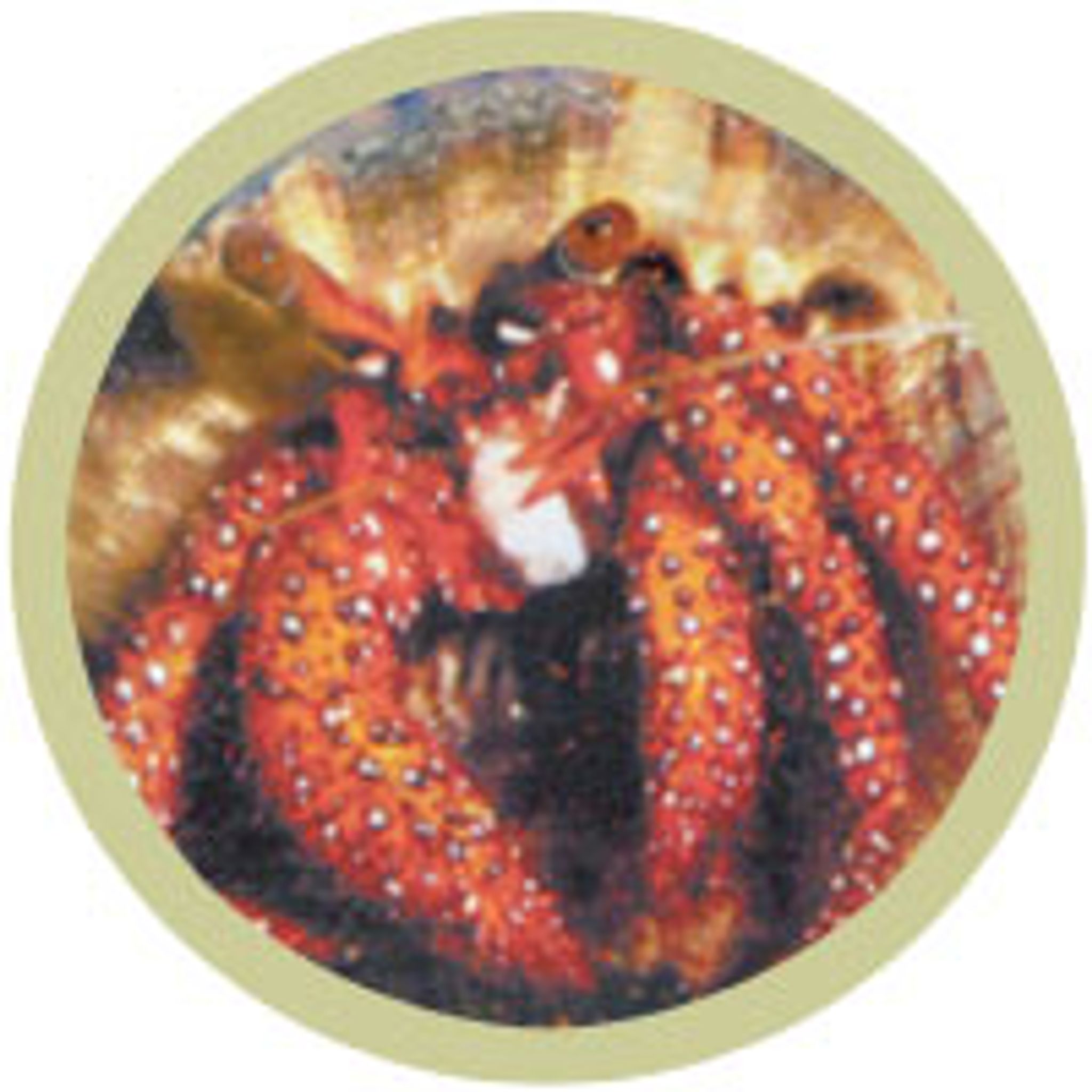 Common Hermit Crab (Dardanus megistos)