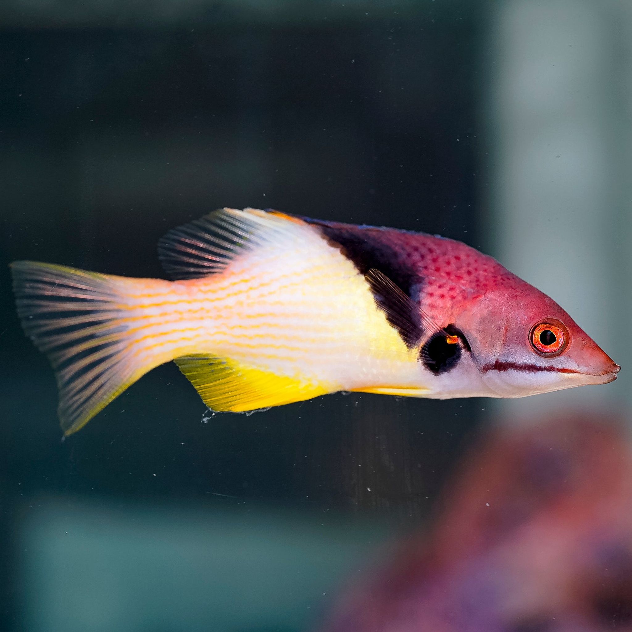 Coral Hogfish 3.5" WYSIWYG