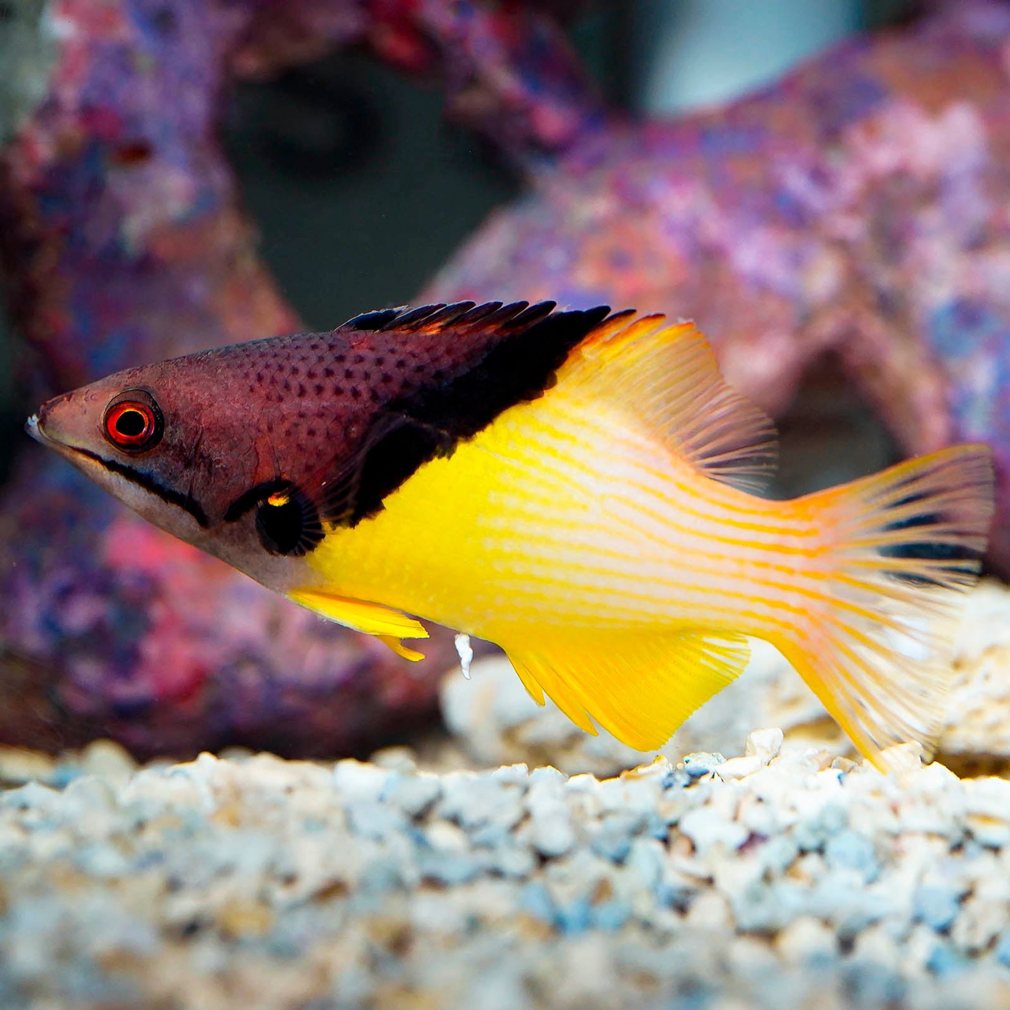 Coral Hogfish 4.25" WYSIWYG