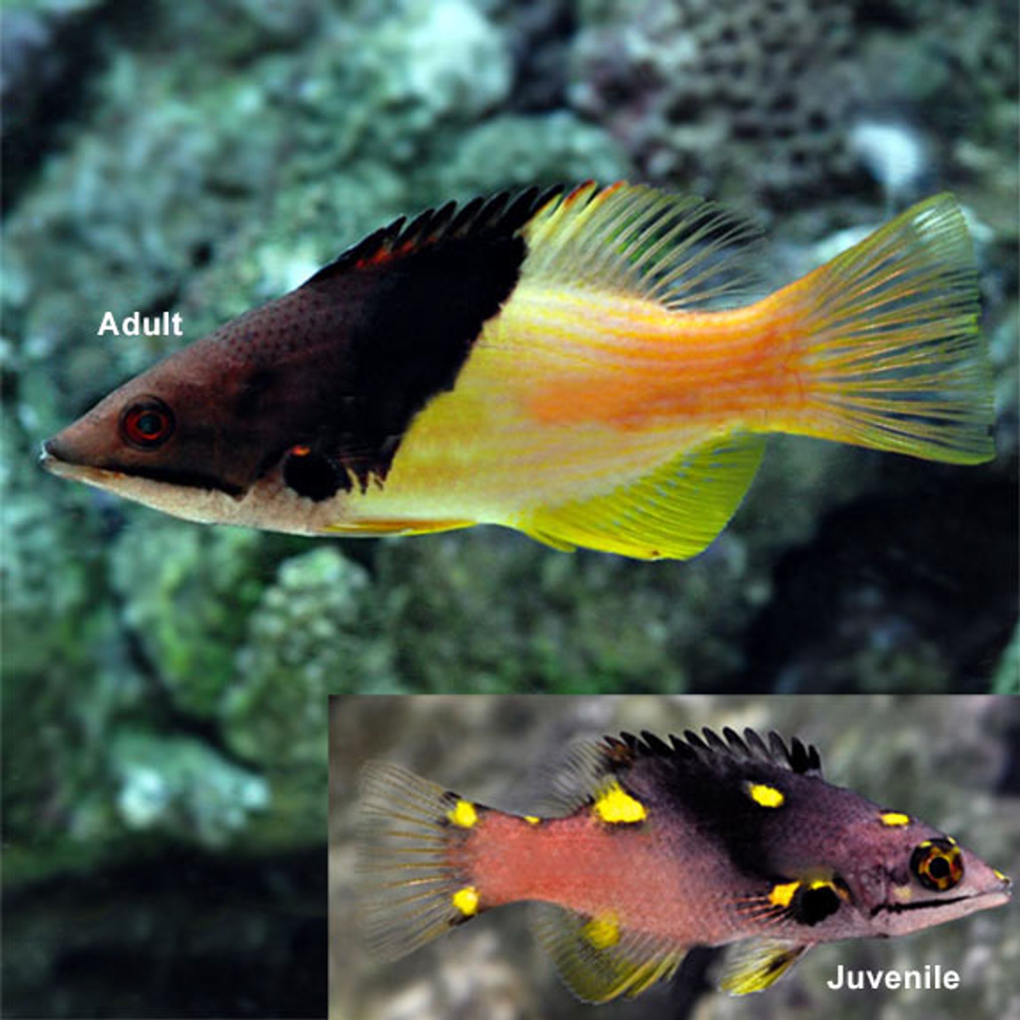 Coral Hogfish