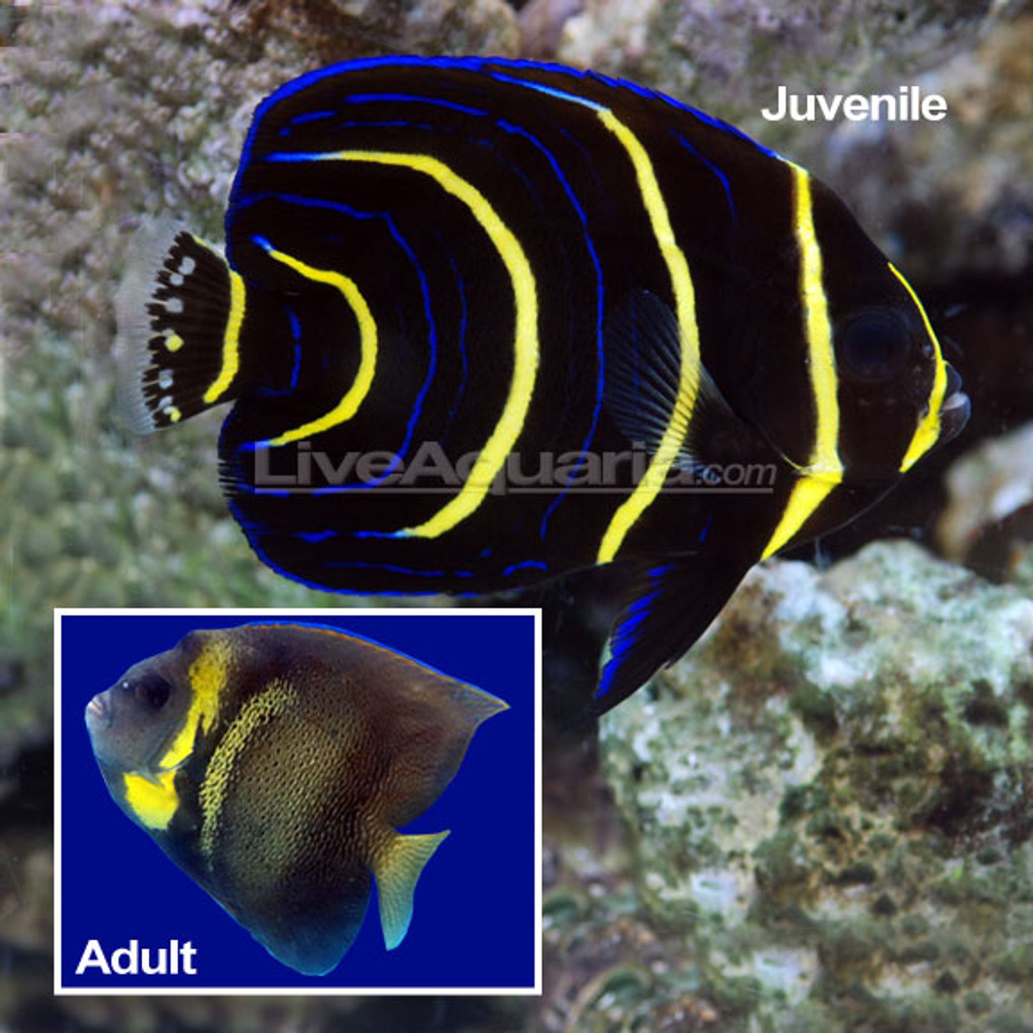 Cortez Angelfish (Pomacanthus zonipectus)