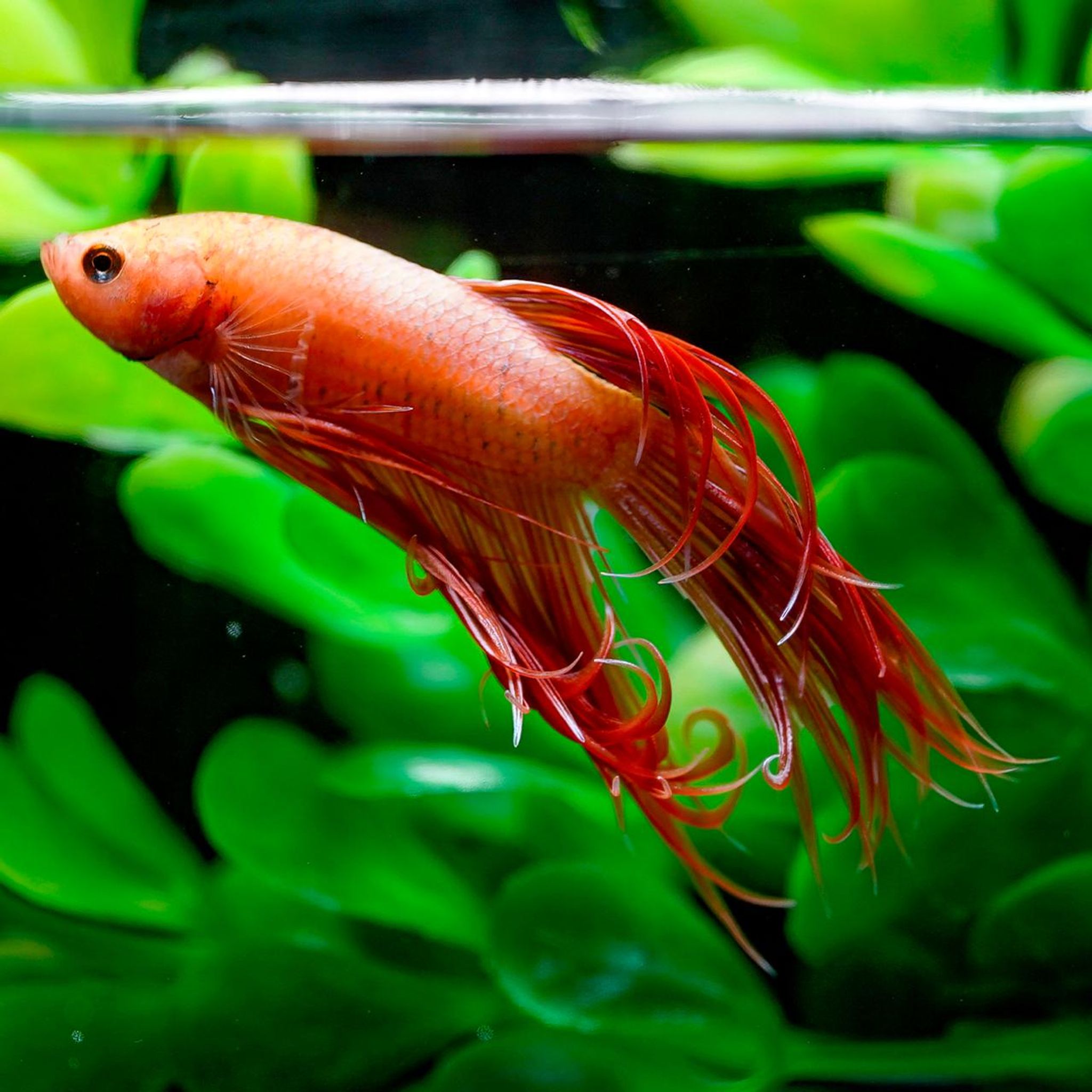 Crowntail Betta, Male - WYSIWYG (Betta splendens)