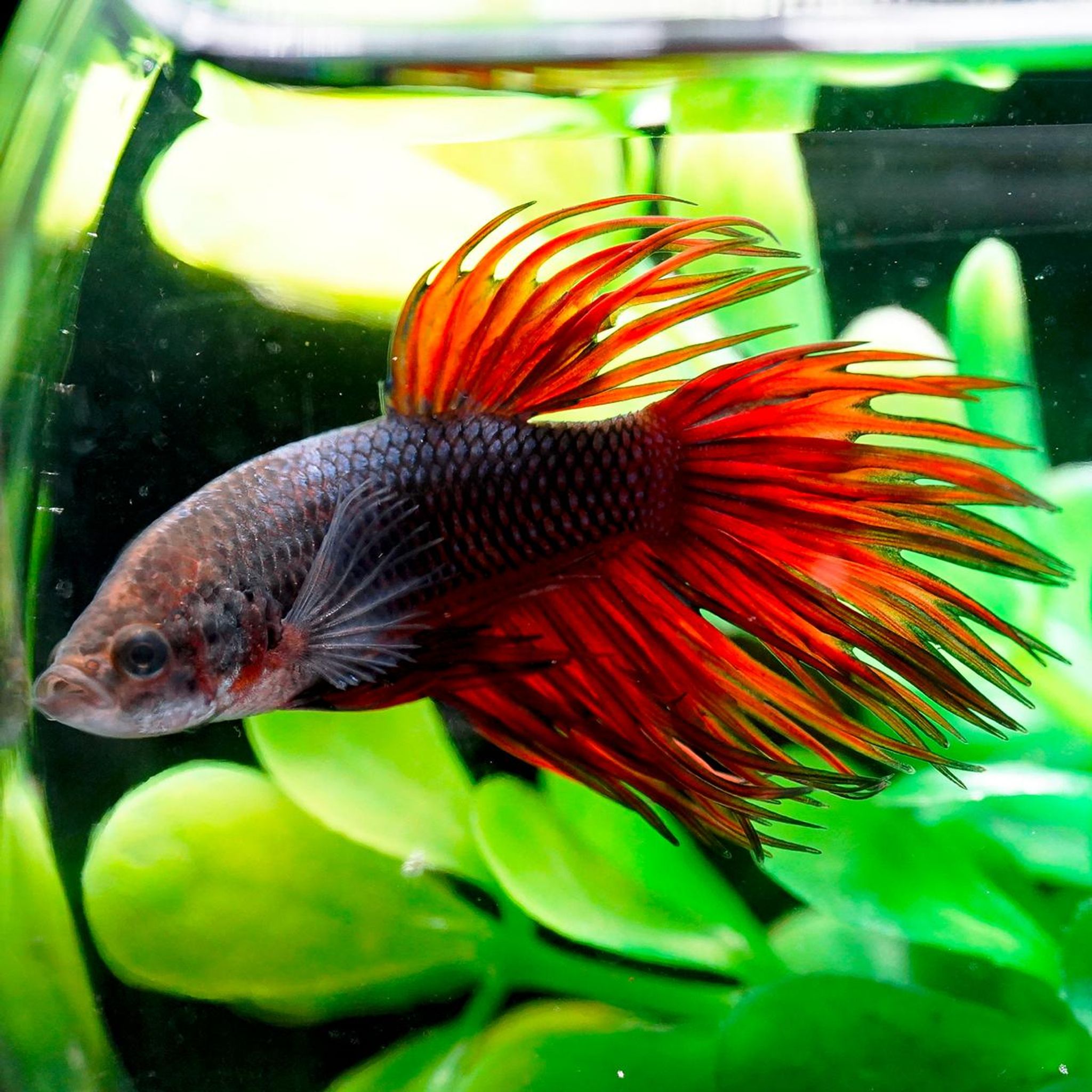 Crowntail Betta, Male (Betta splendens)