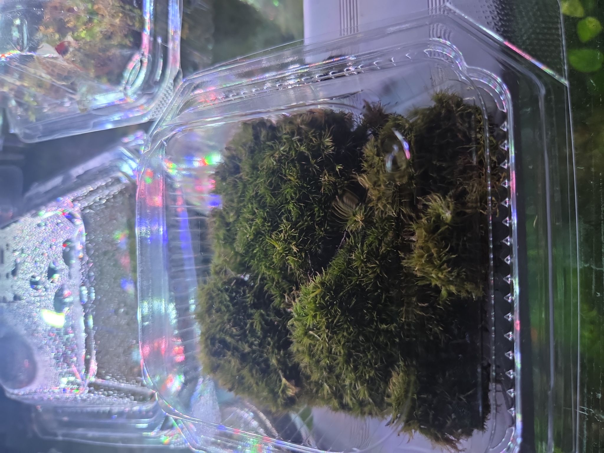 cushion moss