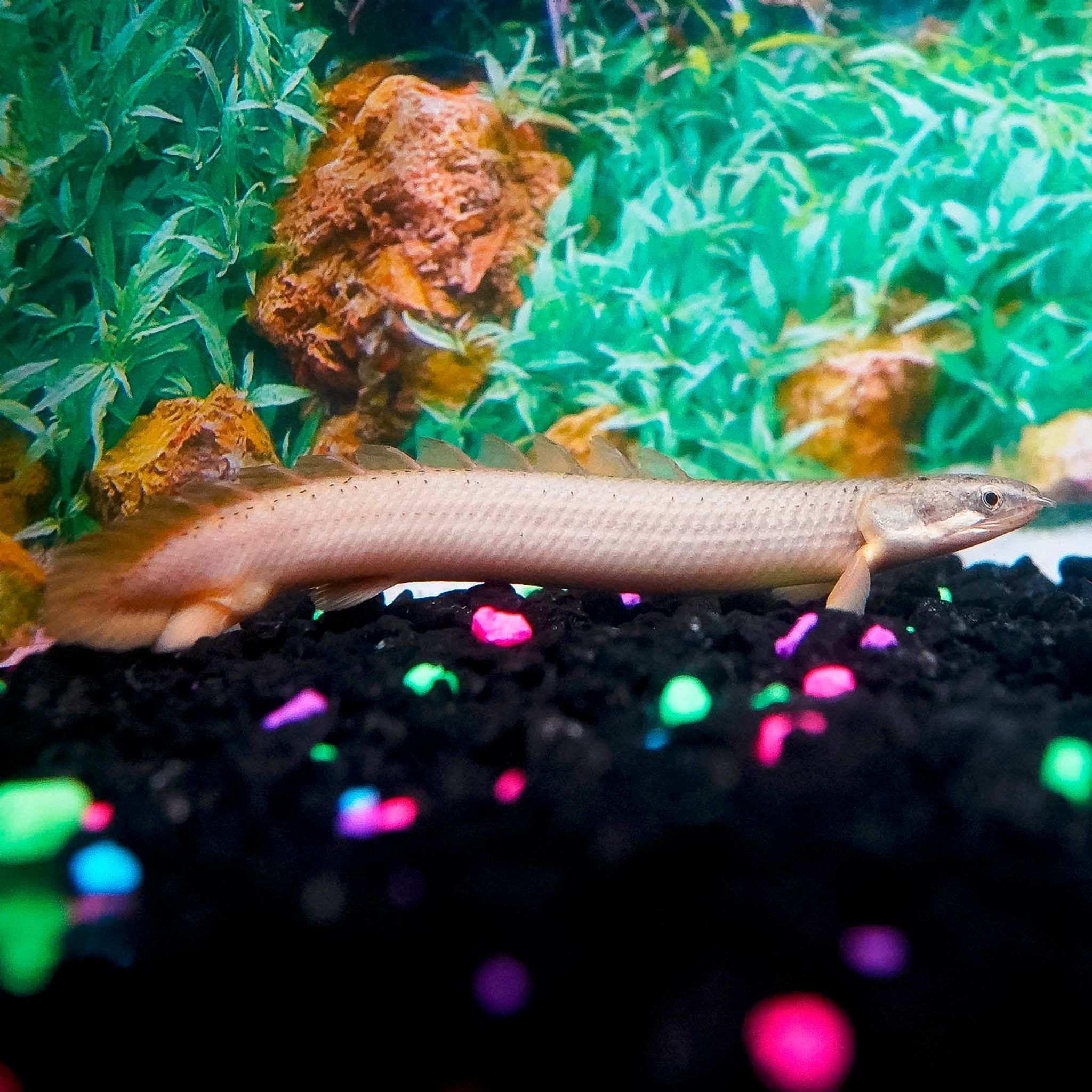 Cuvier Bichir, Captive-Bred 4.75" WYSIWYG