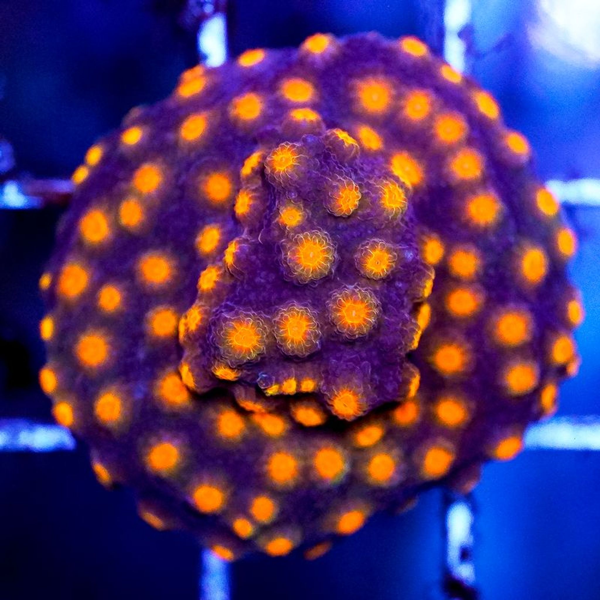 Cyphastrea Care Guide: Lighting, Flow, Feeding and Placement