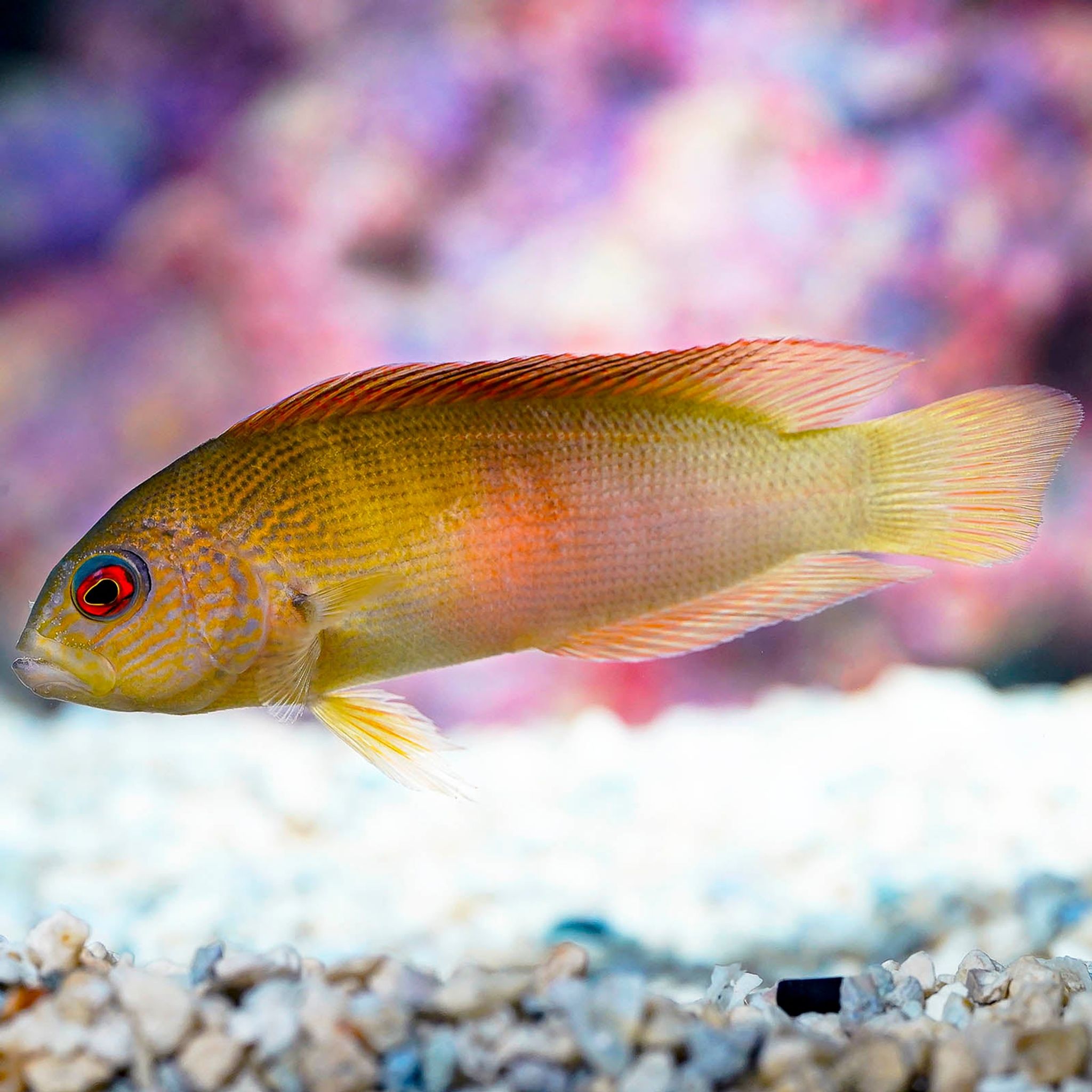 How to Feed Dottyback: Foods, Frequency and Common Feeding Problems