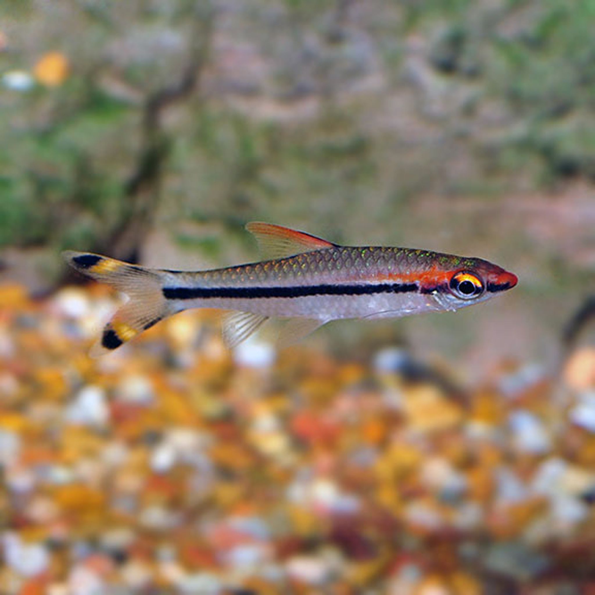 What Do Denison Barb Eat? A Practical Feeding Guide