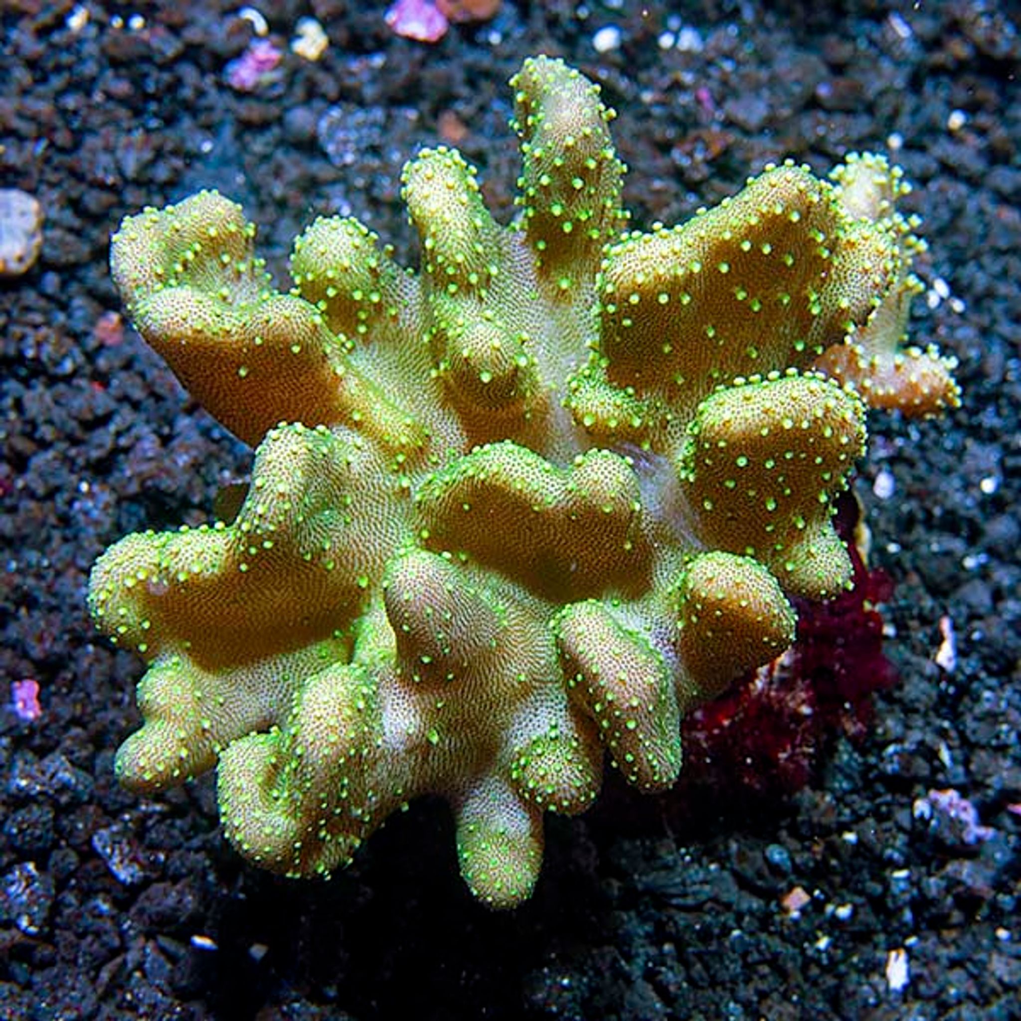Devil's Hand Leather Coral