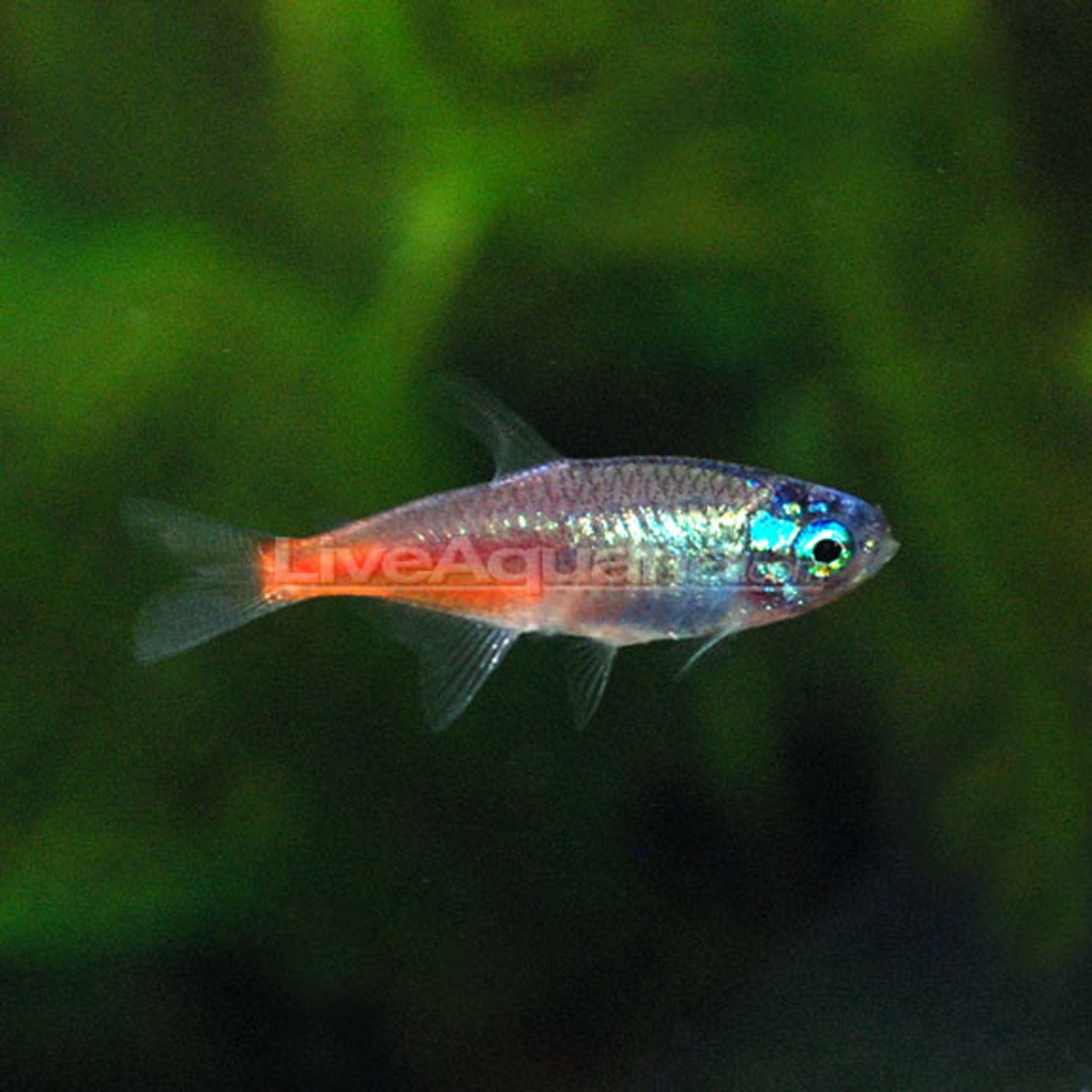 What Do Neon Tetra Eat? A Practical Feeding Guide