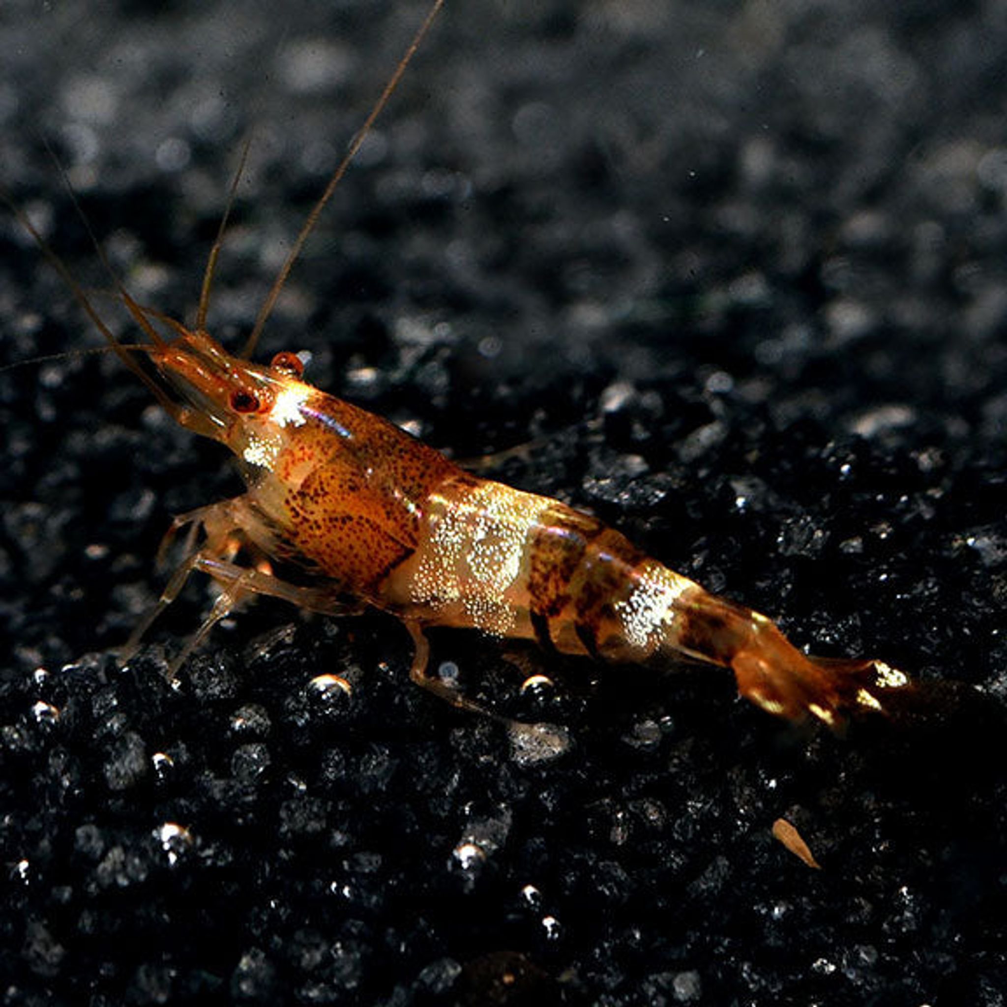 Best Peaceful Community Fish