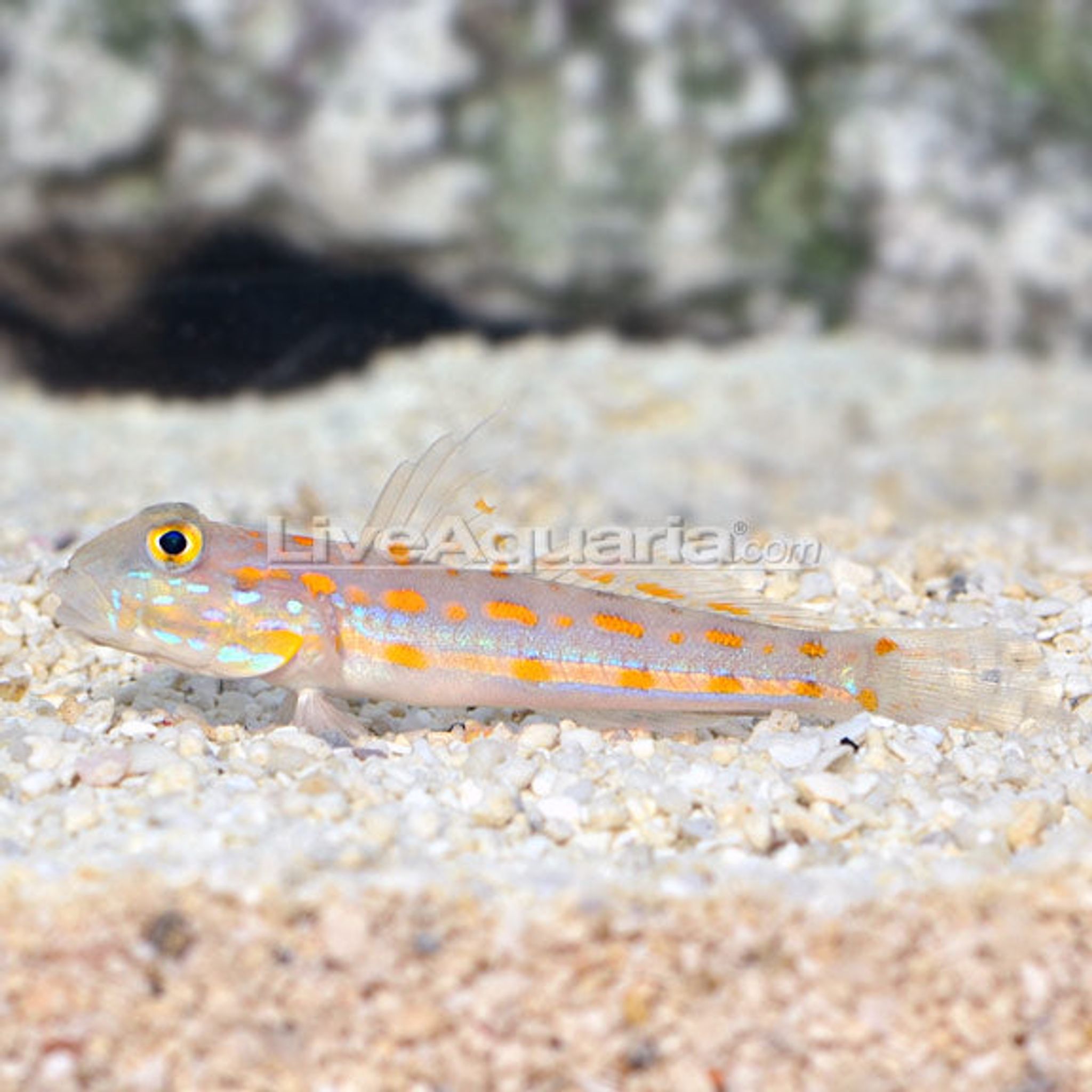 Diamond Watchman Goby