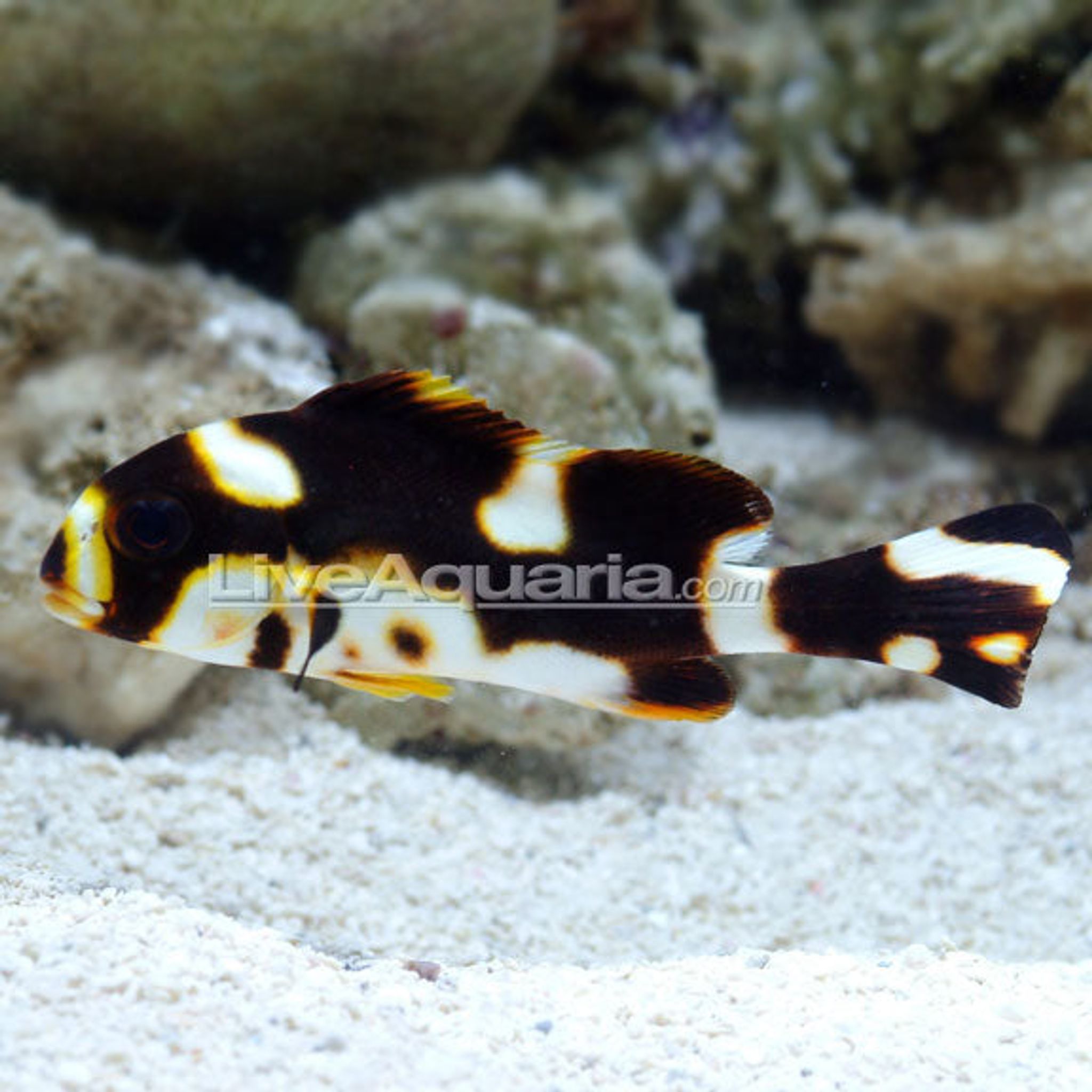 Dogfish Orientalis