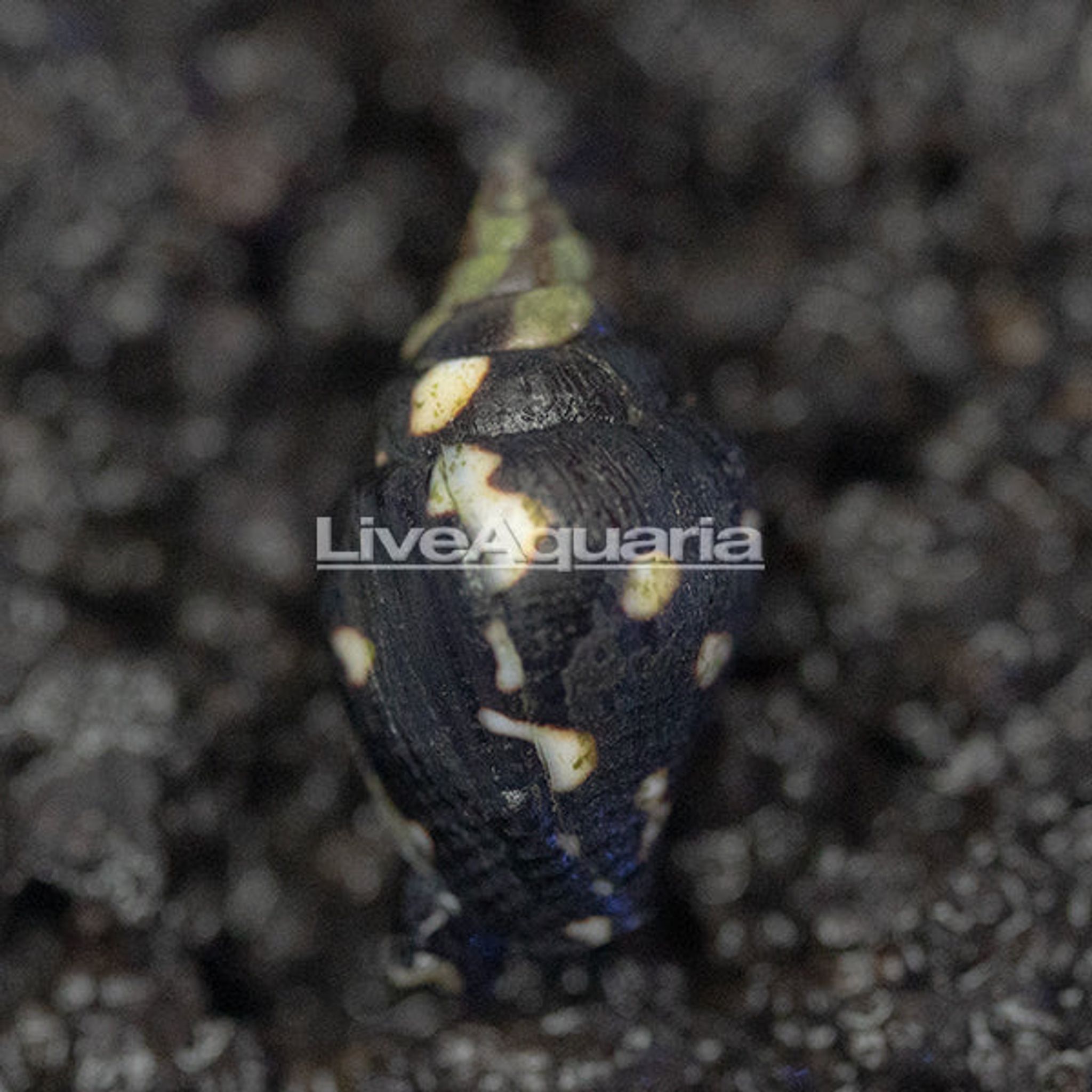 Dove Snail