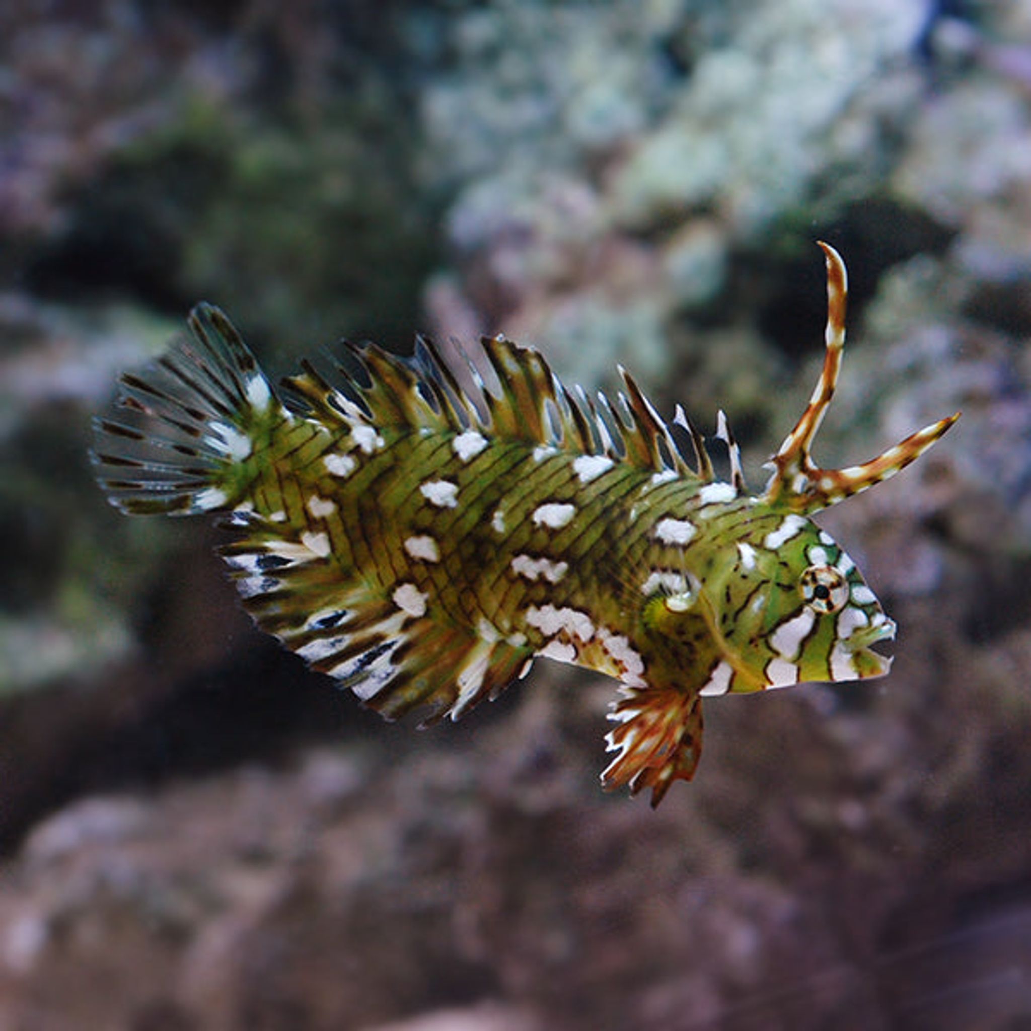 Dragon Wrasse