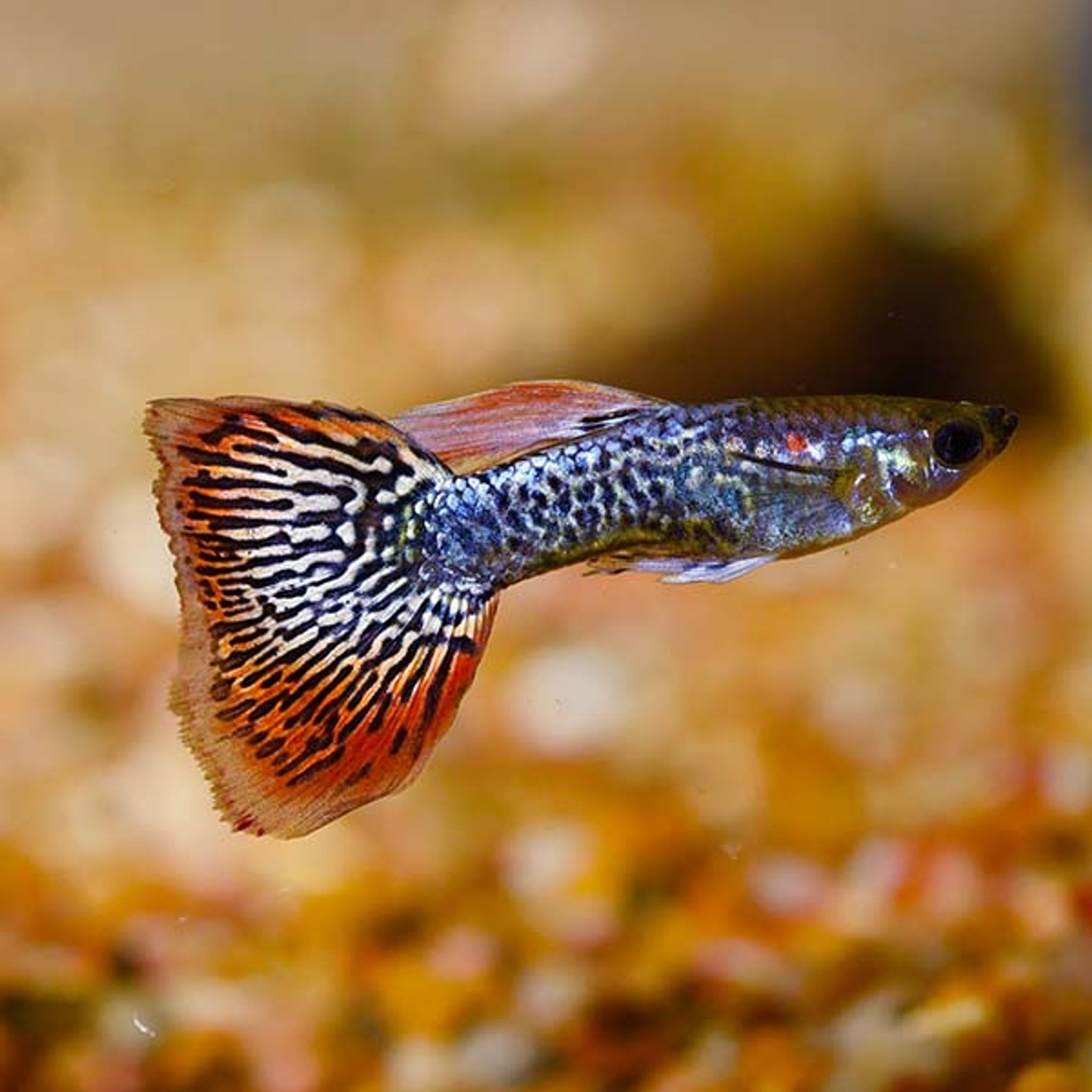 Dumbo Ear Cobra Guppy, Male