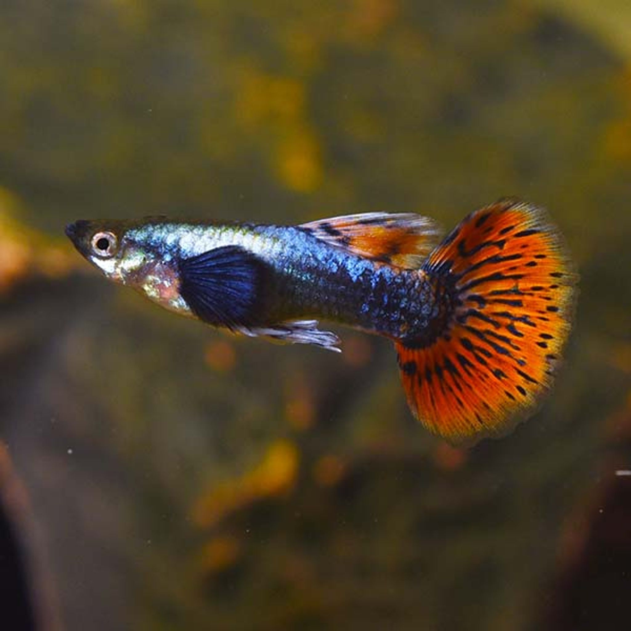 Dumbo Ear Guppy, Male