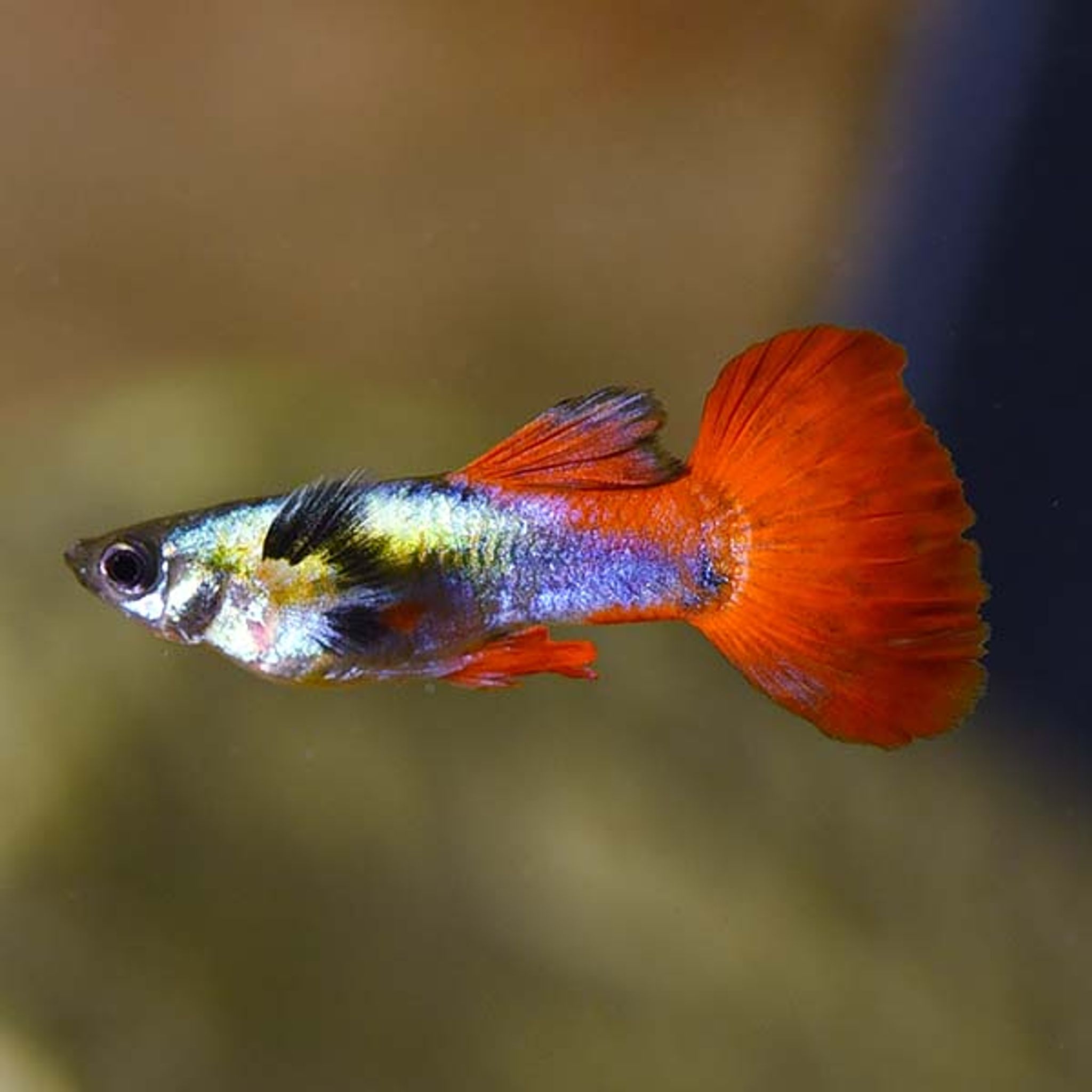 Dumbo Ear Silver Tux Guppy, Male (Poecilia reticulata)
