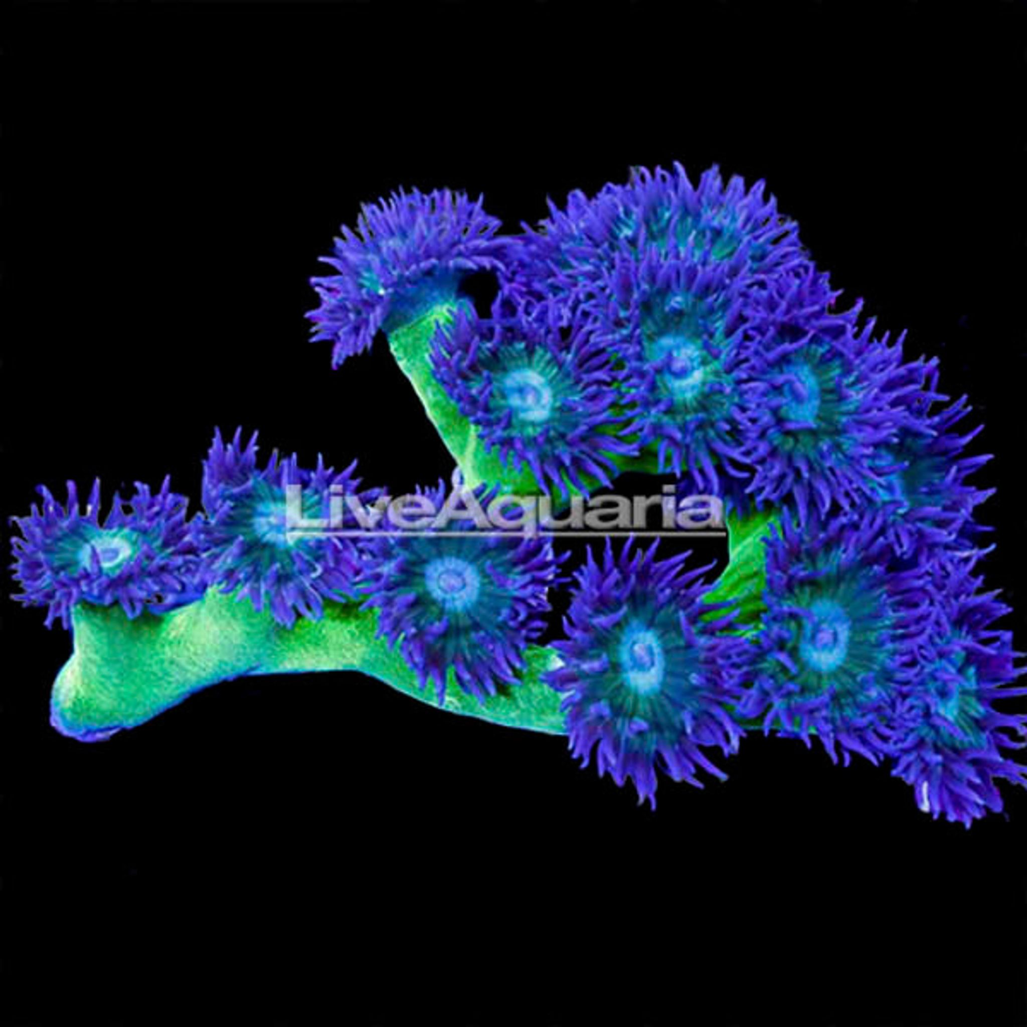 Duncanopsammia Coral