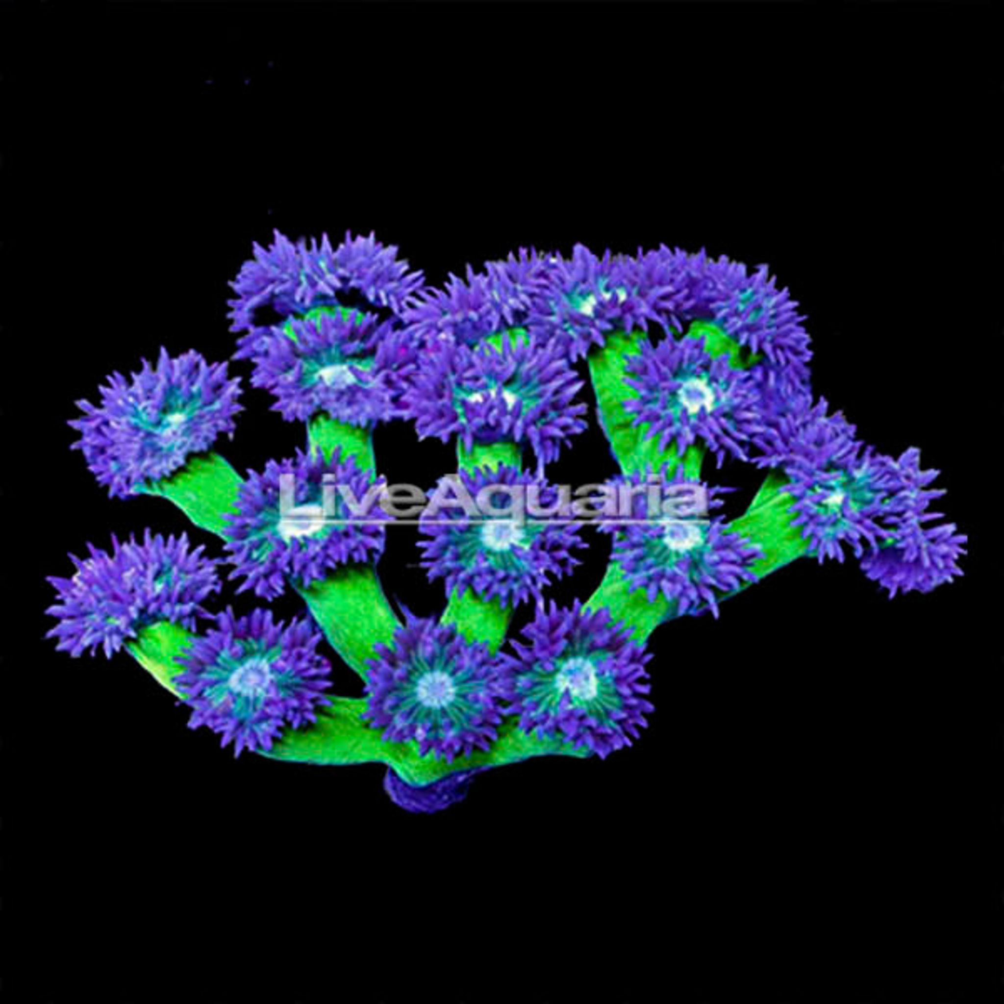 Duncanopsammia Coral