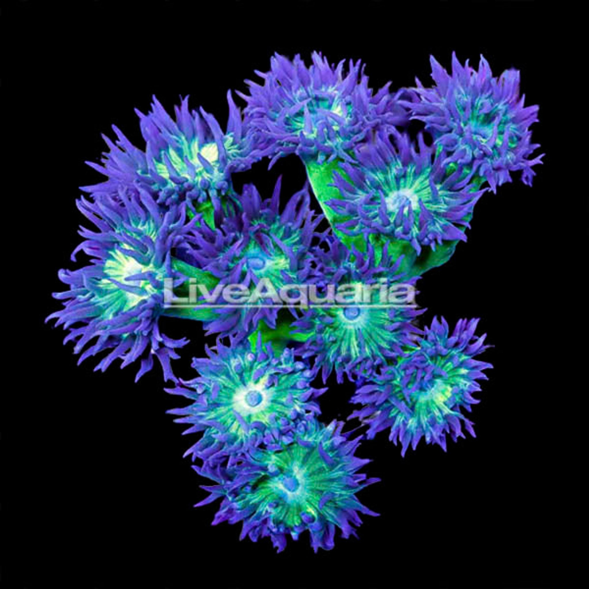 Duncanopsammia Coral