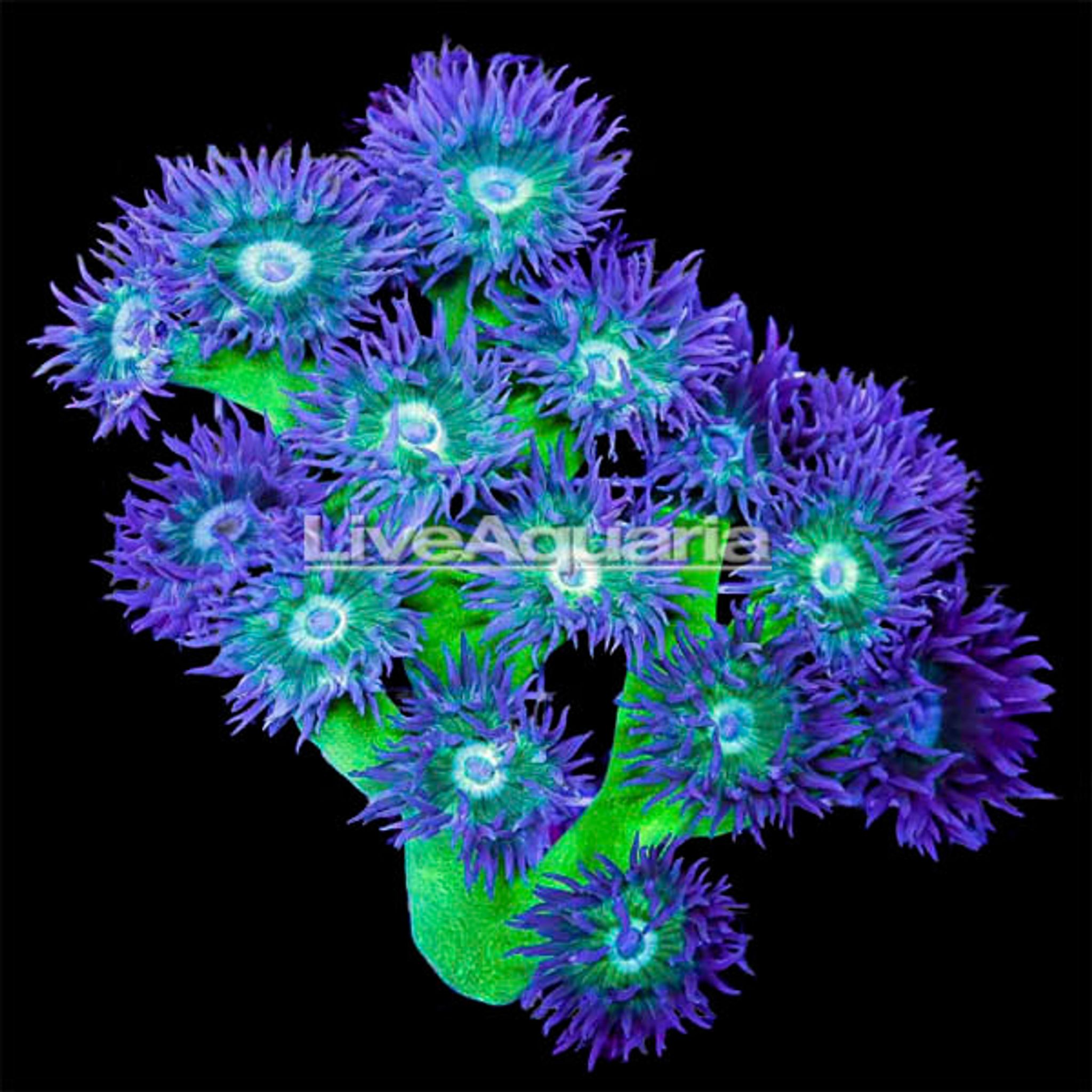 Duncanopsammia Coral