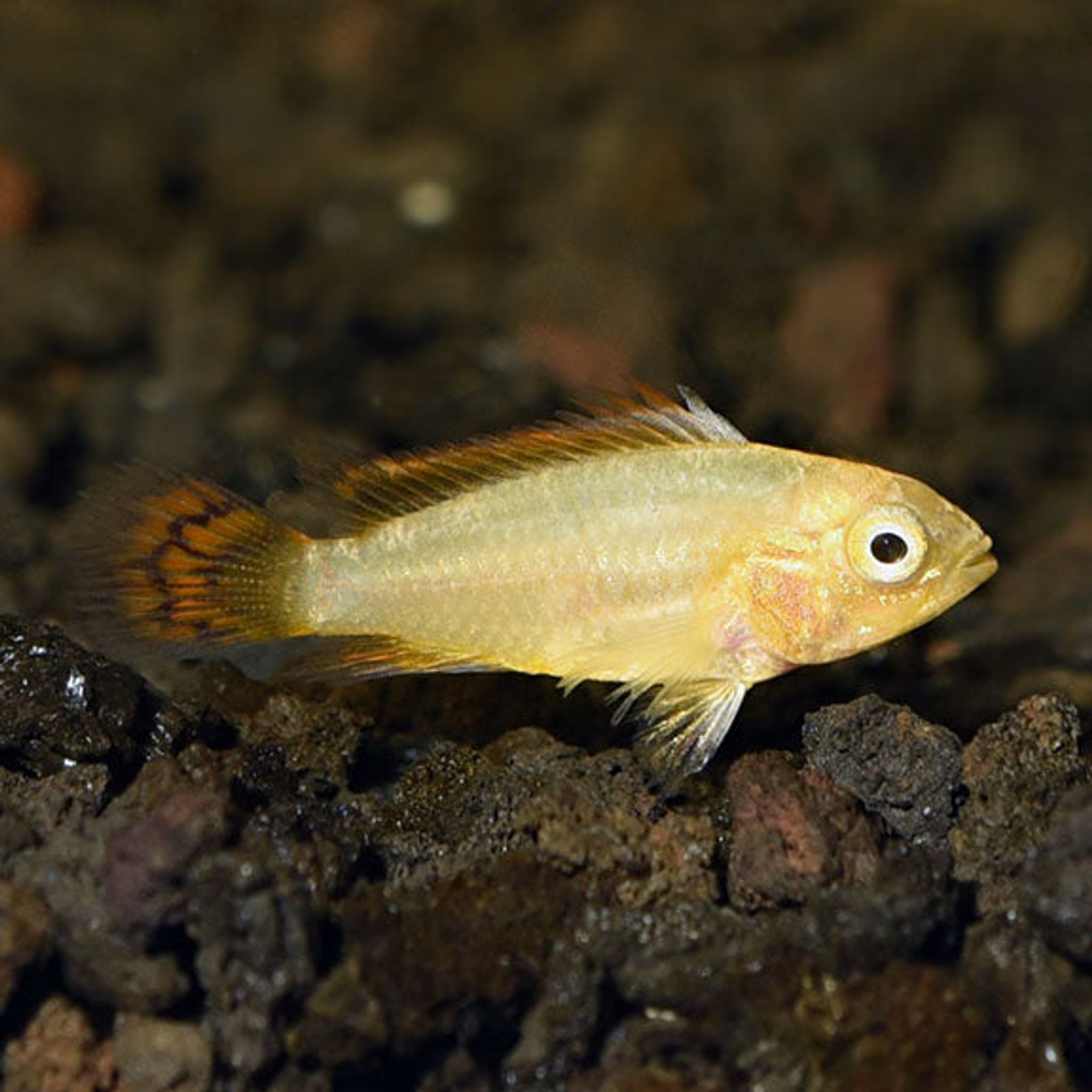 How Much Do Cichlids Cost? Average Prices by Species