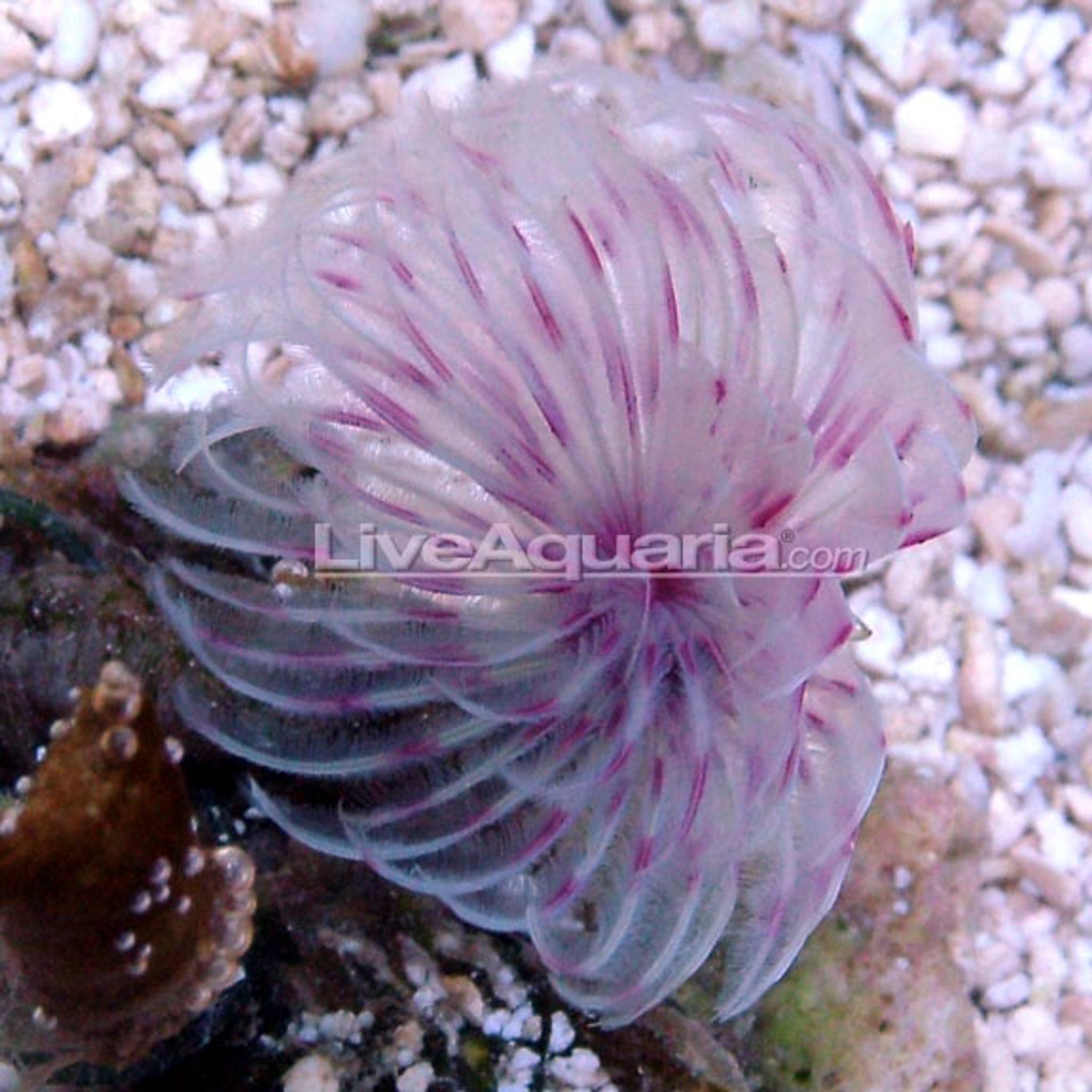 Dwarf Colored Feather Duster