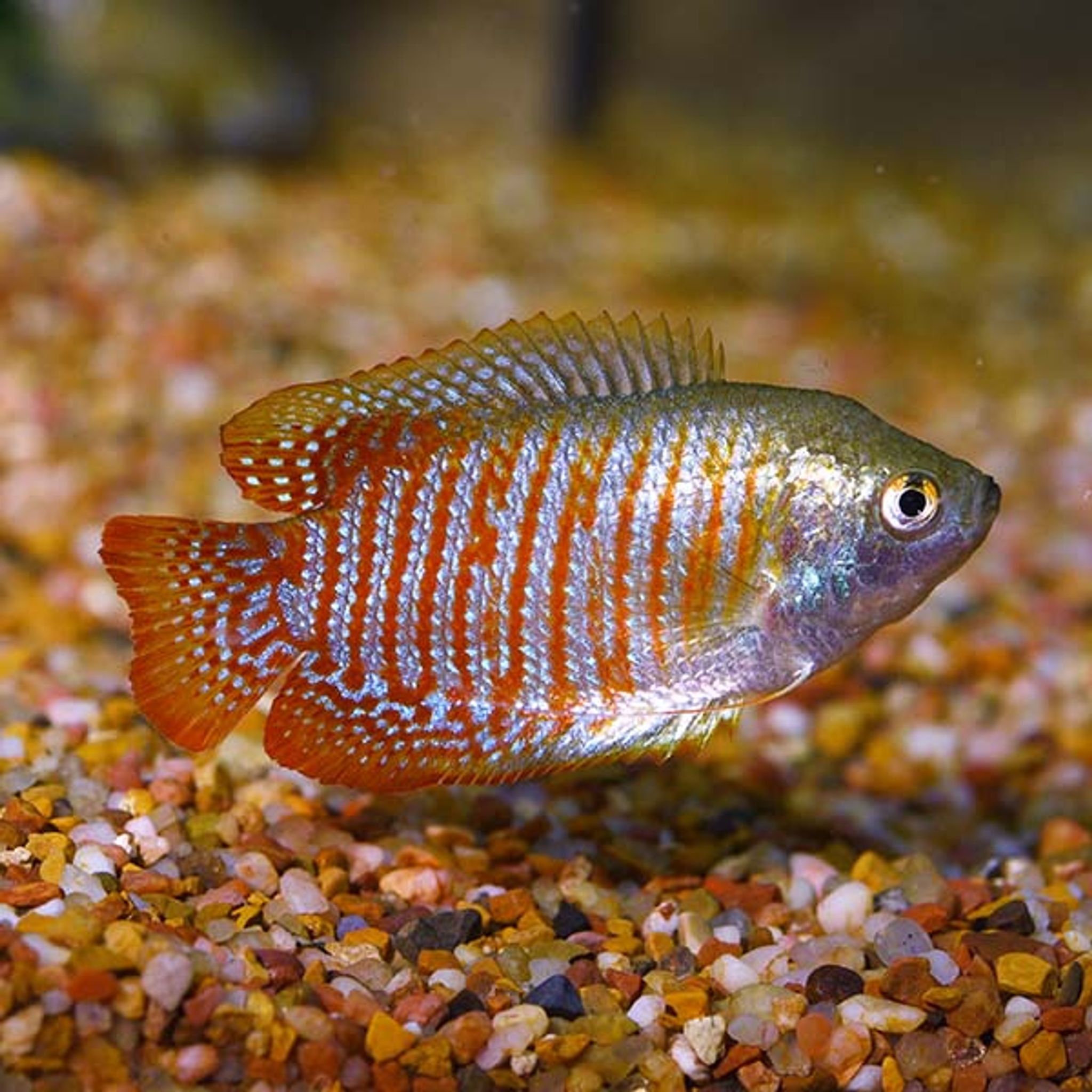 What Do Dwarf Gourami Eat? A Practical Feeding Guide