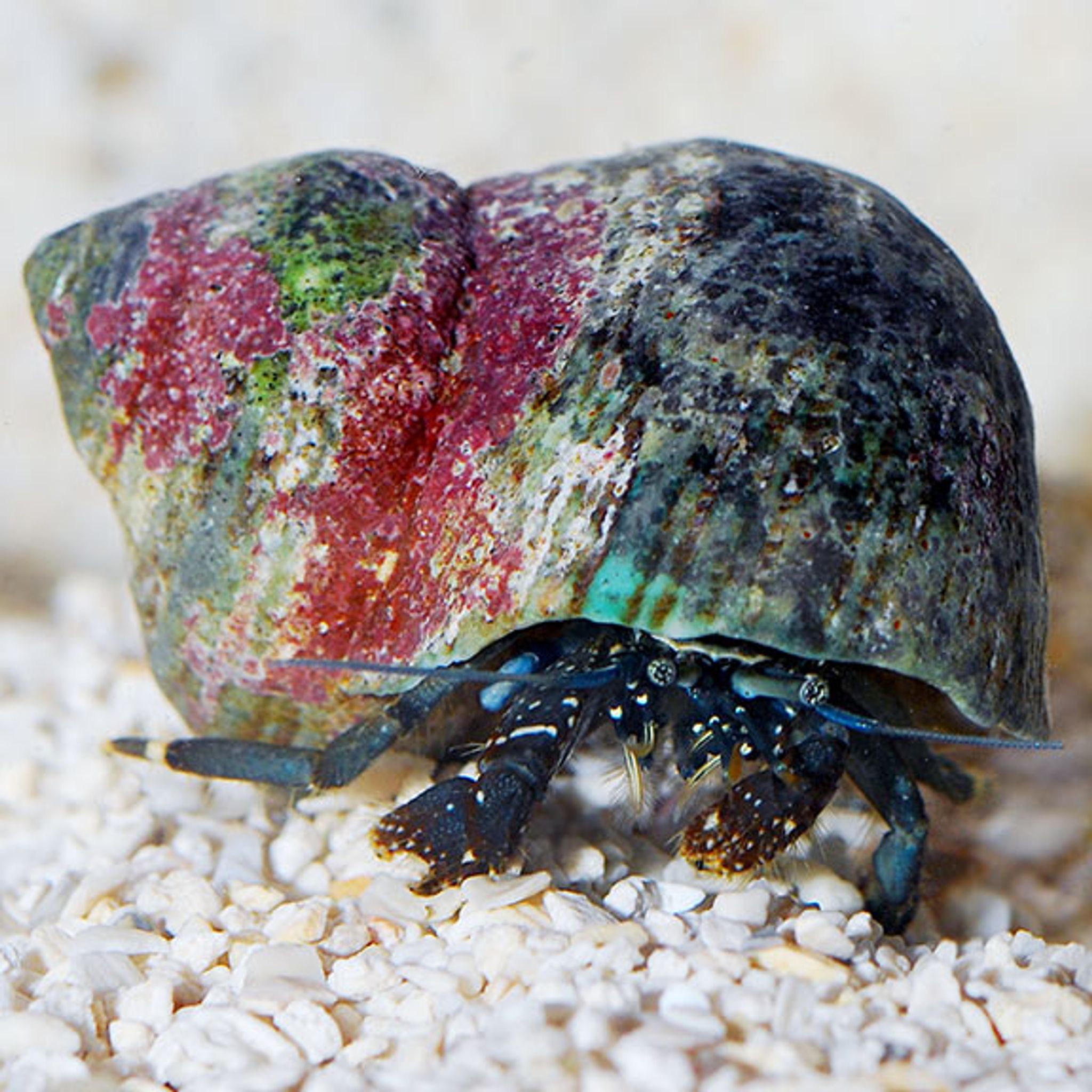 Dwarf Yellow Tip Hermit Crab (Clibanarius sp)