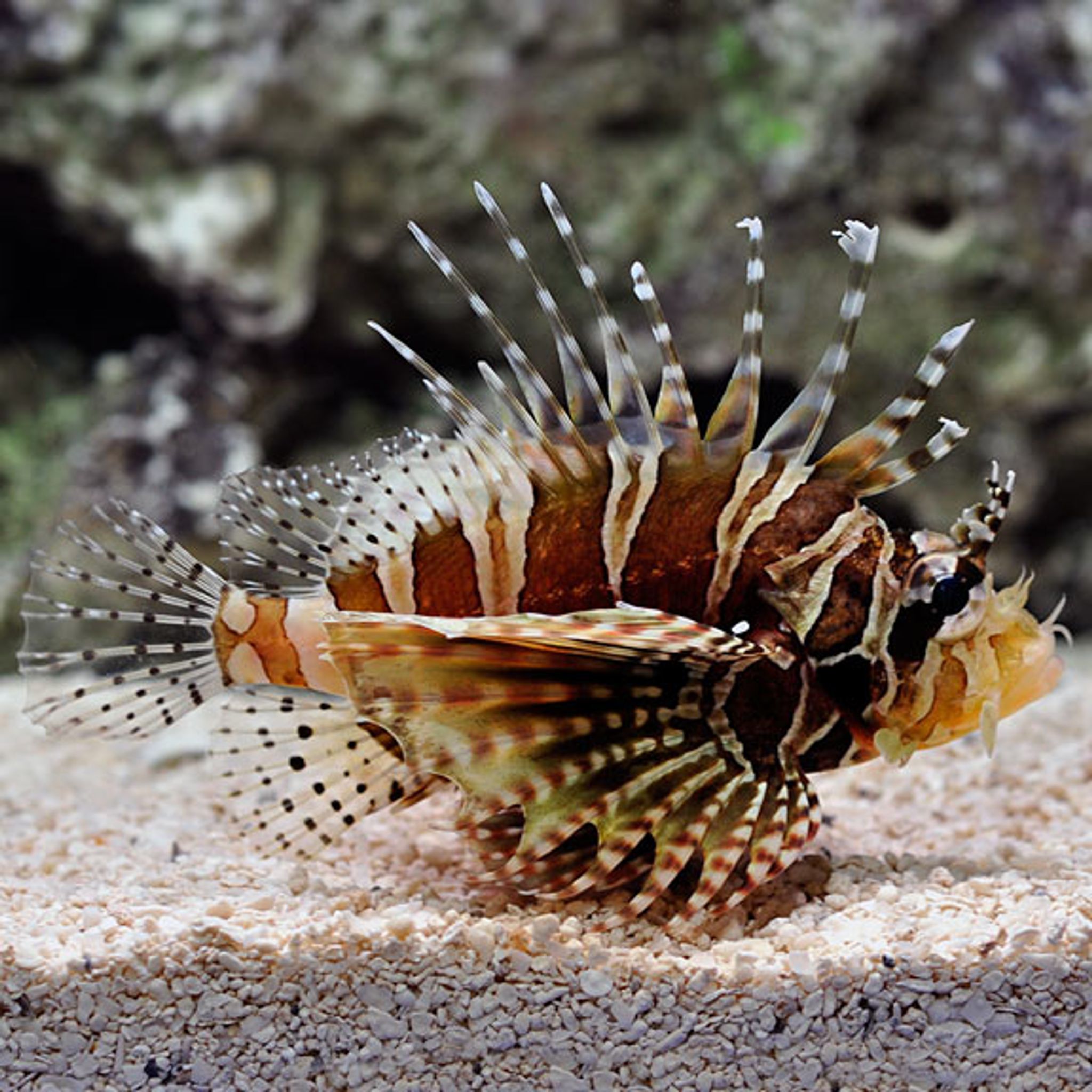 Dwarf/Zebra Lionfish (Dendrochirus zebra)