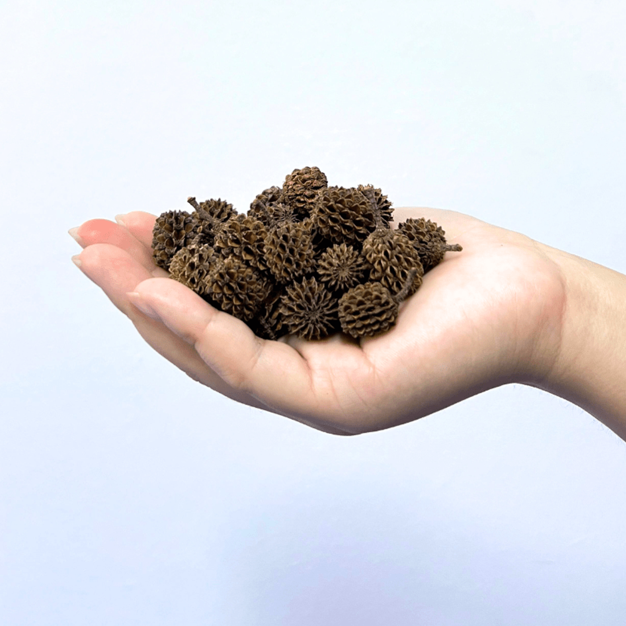 ANS Casuarina Cones Aquarium | Lower pH Tannins |
