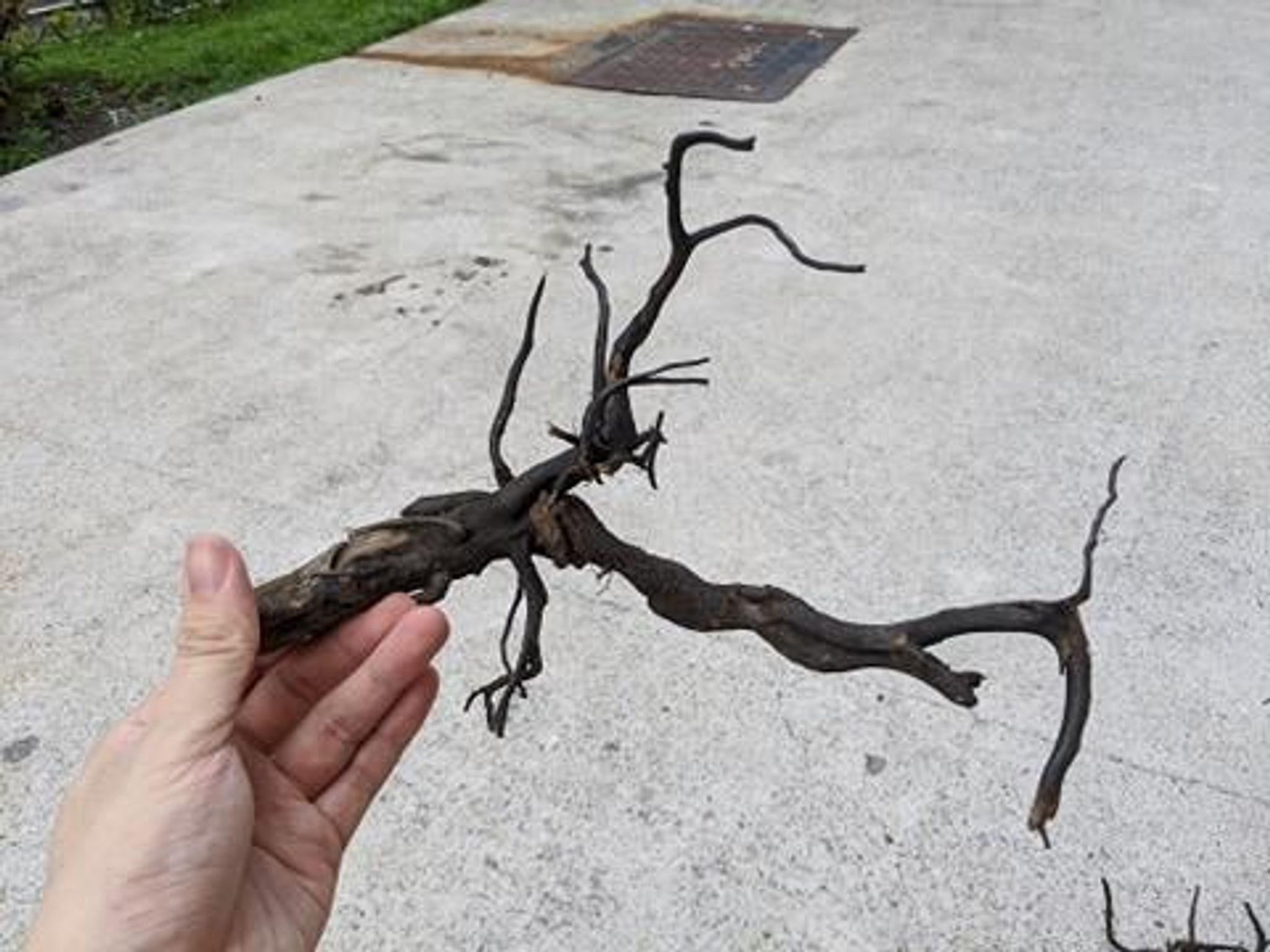 ANS Kusri Driftwood (Random Pick)