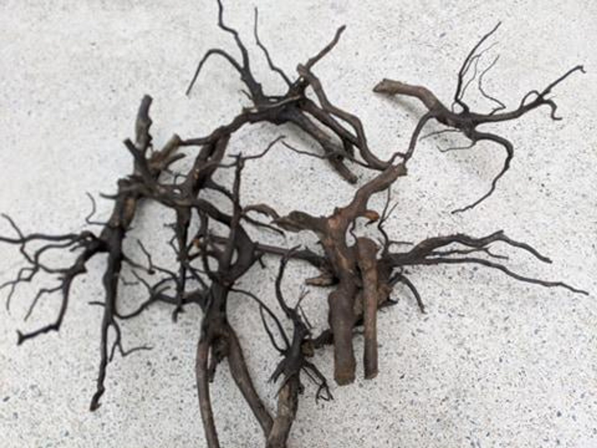 ANS Kusri Driftwood (Random Pick)