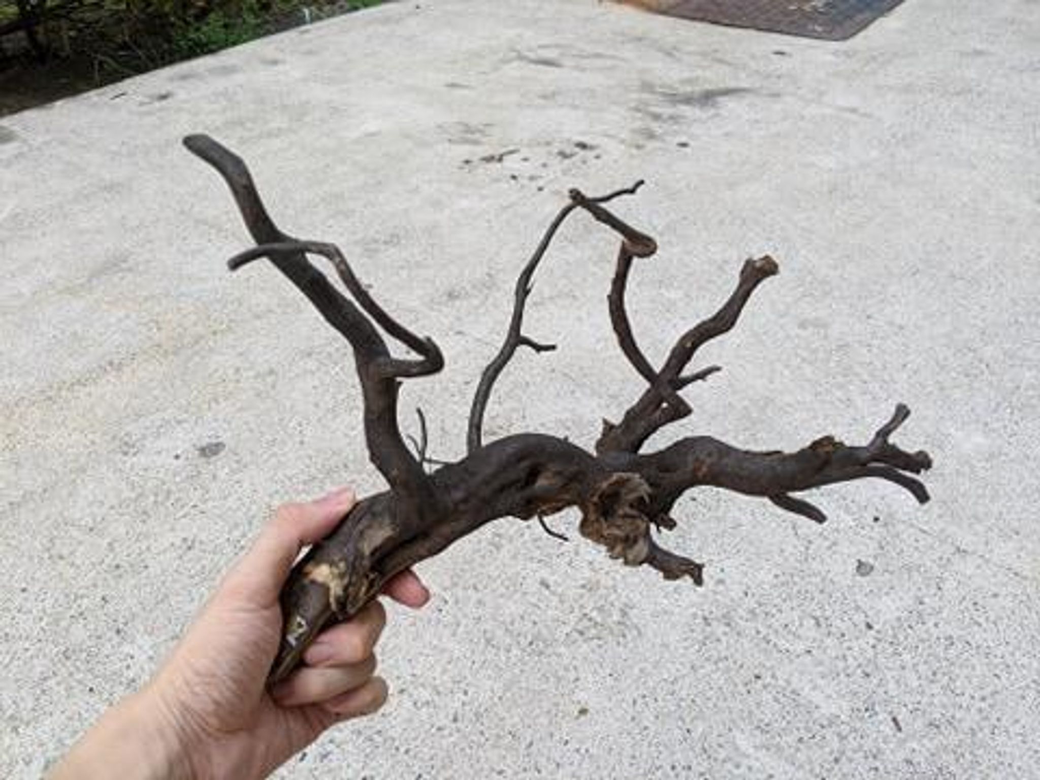 ANS Kusri Driftwood (Random Pick)