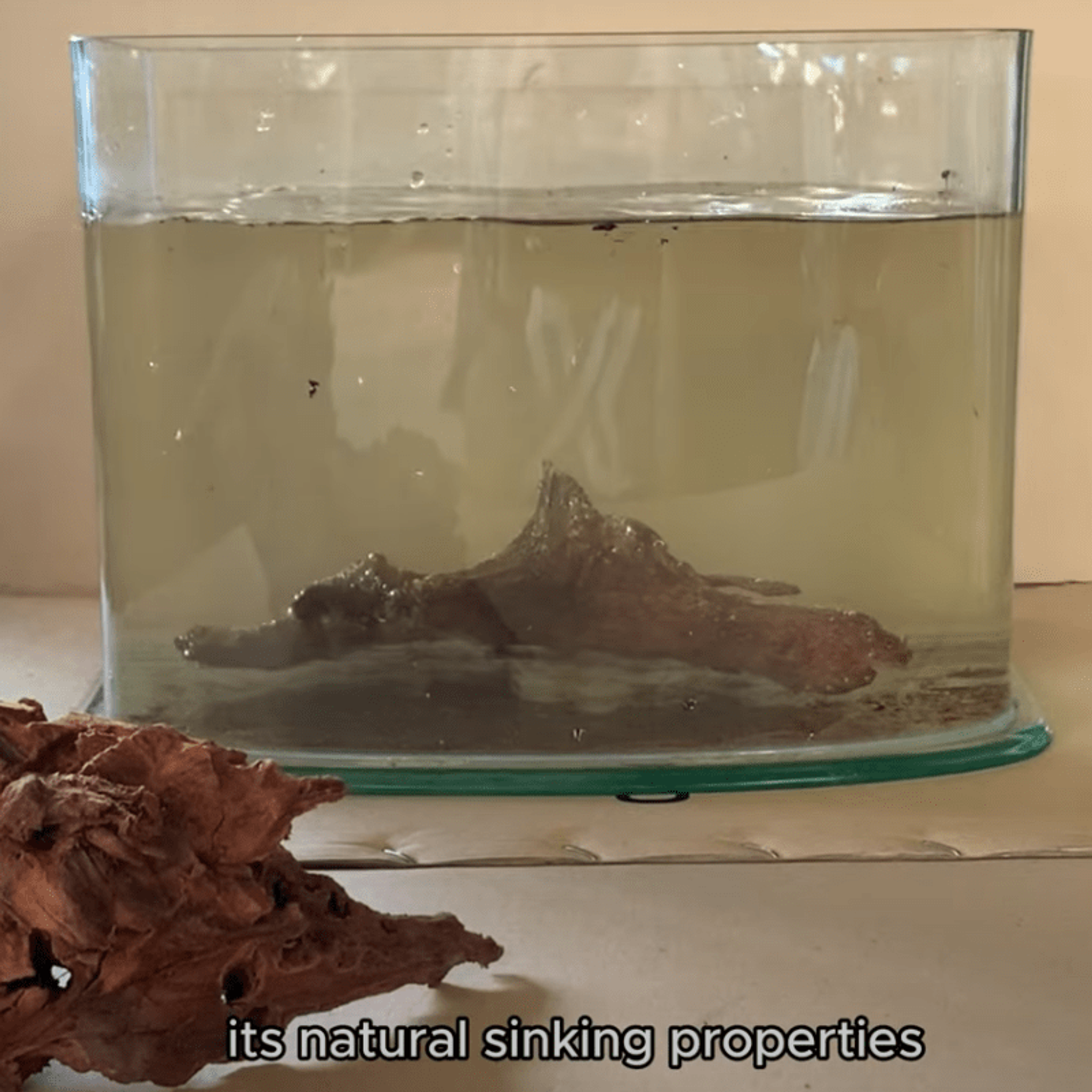 ANS Malayan Aquascape Driftwood XXL (70-80cm)
