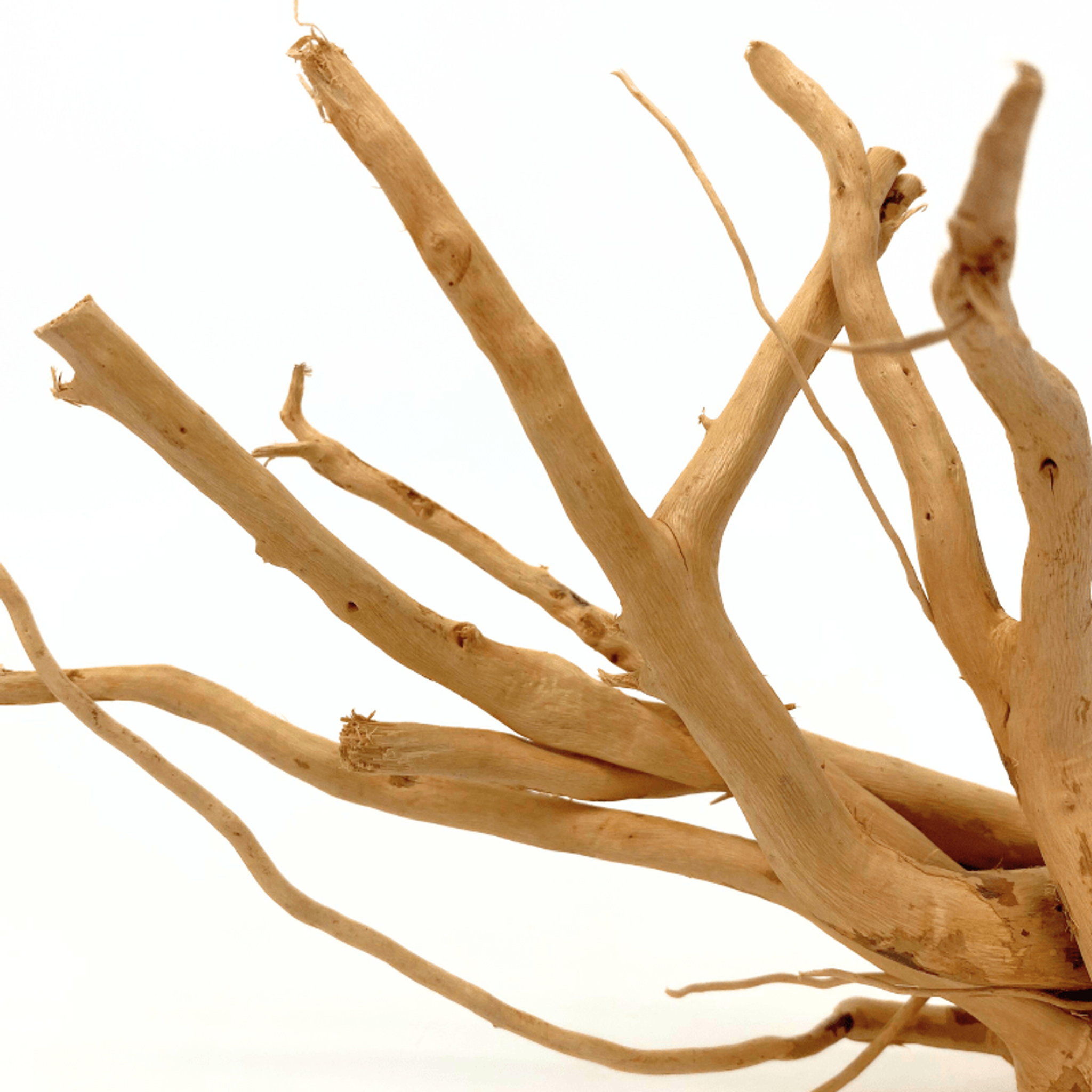 ANS Spider Wood Deco (Various size)